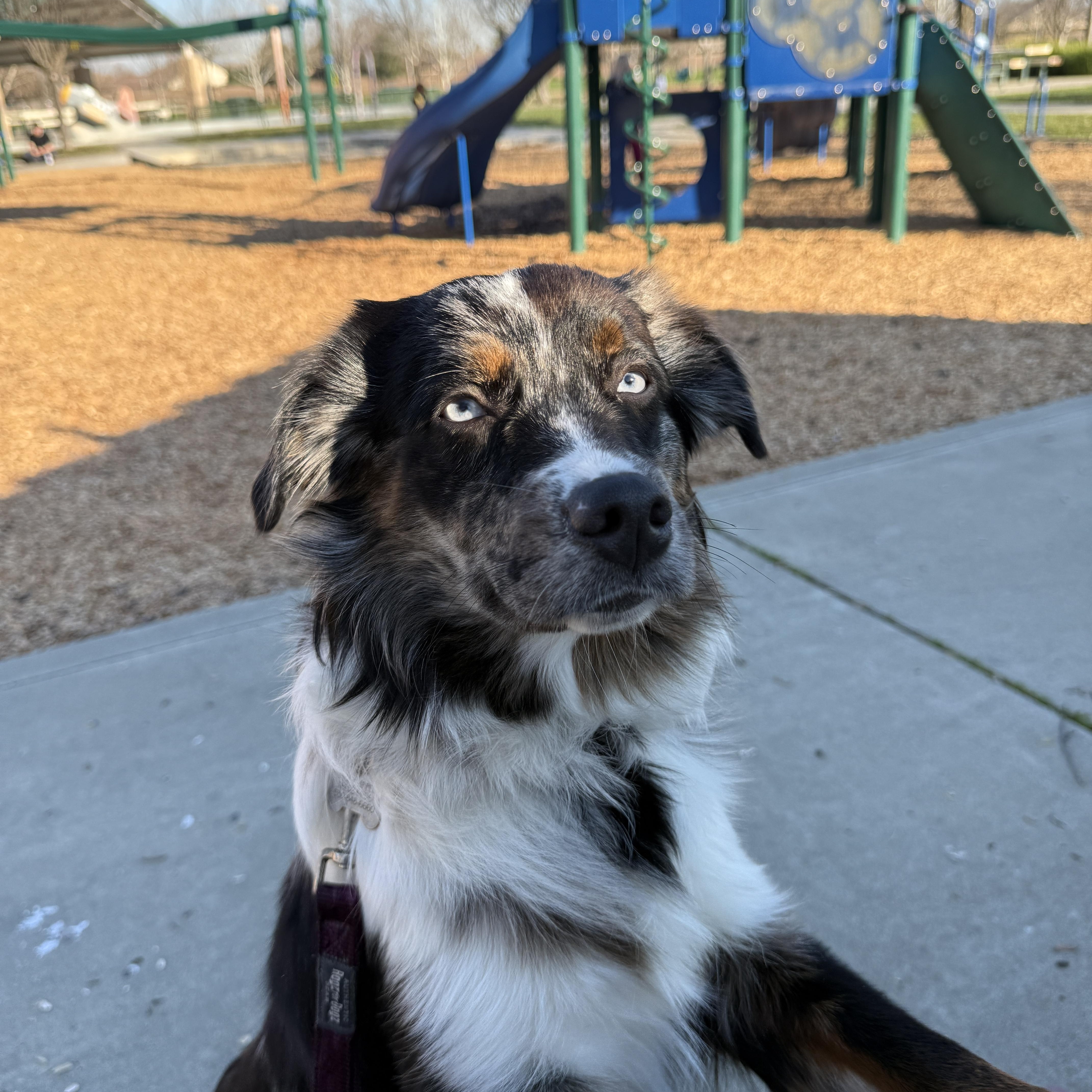 Spider, a Adoptable Australian Shepherd in Rough And Ready, CA image 4/4