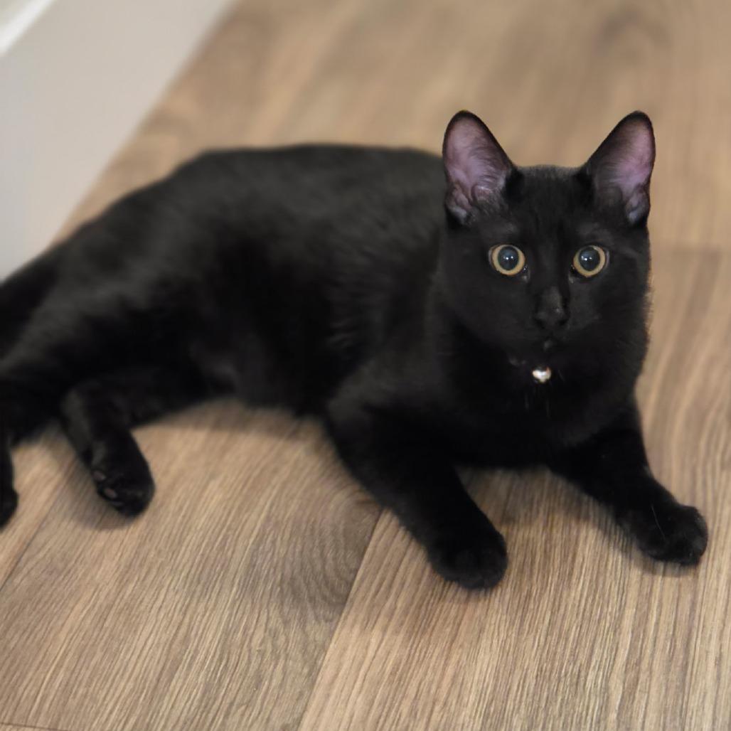 Poppy, Adoptable, Young Female Domestic Medium Hair.