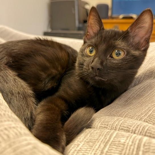 Enlarge Poppy, a Adoptable Domestic Medium Hair in Pleasanton, CA image 2/4