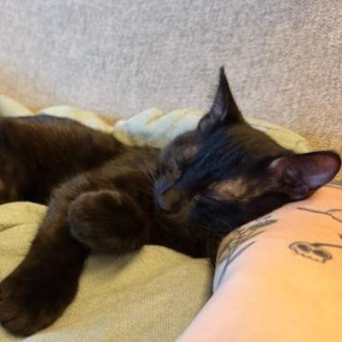 Enlarge Poppy, a Adoptable Domestic Medium Hair in Pleasanton, CA image 3/4