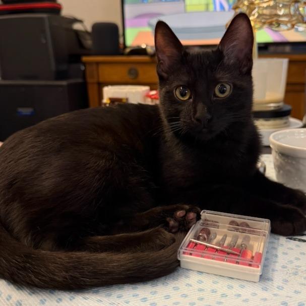 Enlarge Poppy, a Adoptable Domestic Medium Hair in Pleasanton, CA image 4/4