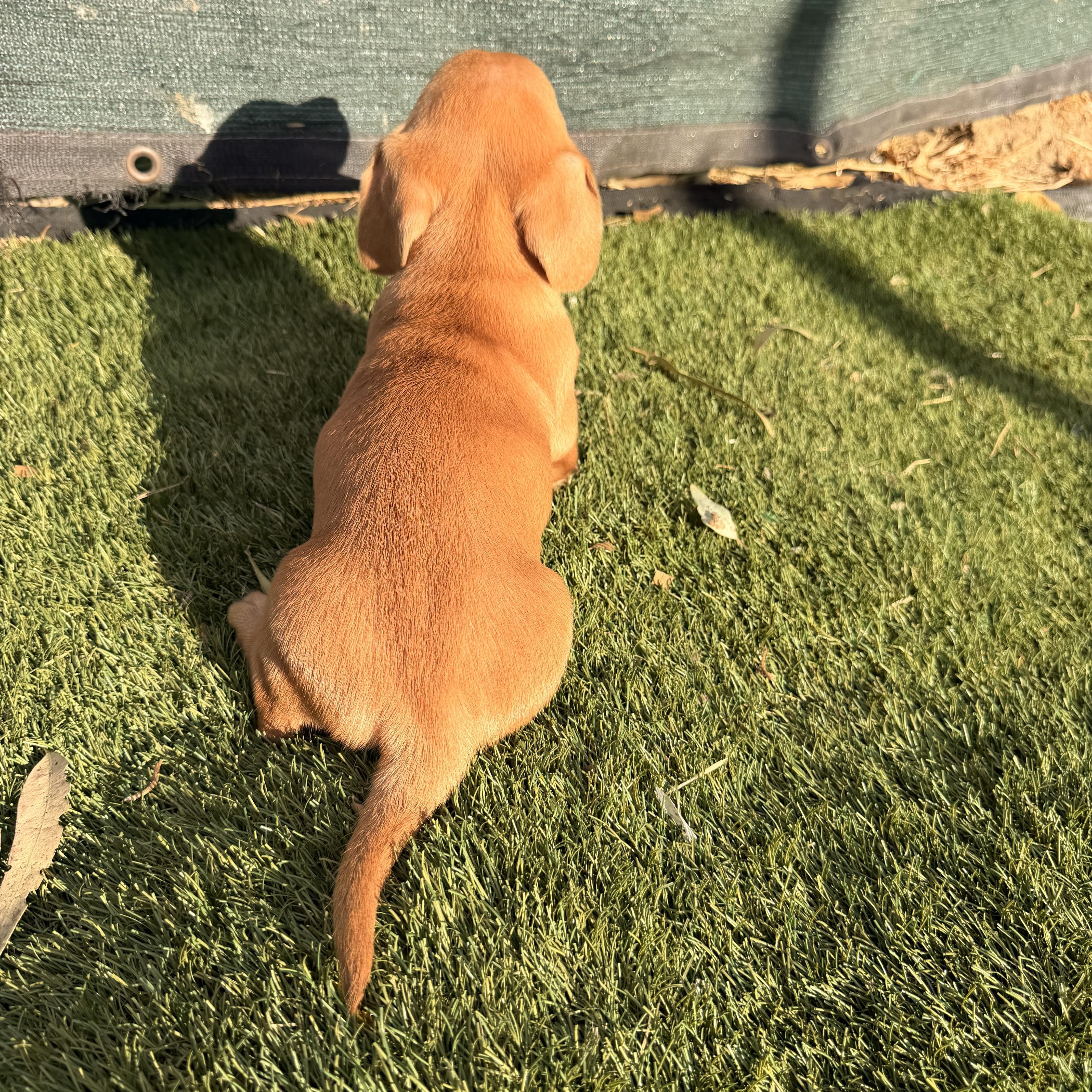 Enlarge Ruppert, a Adopted mixed breed in Redlands , CA image 2/4