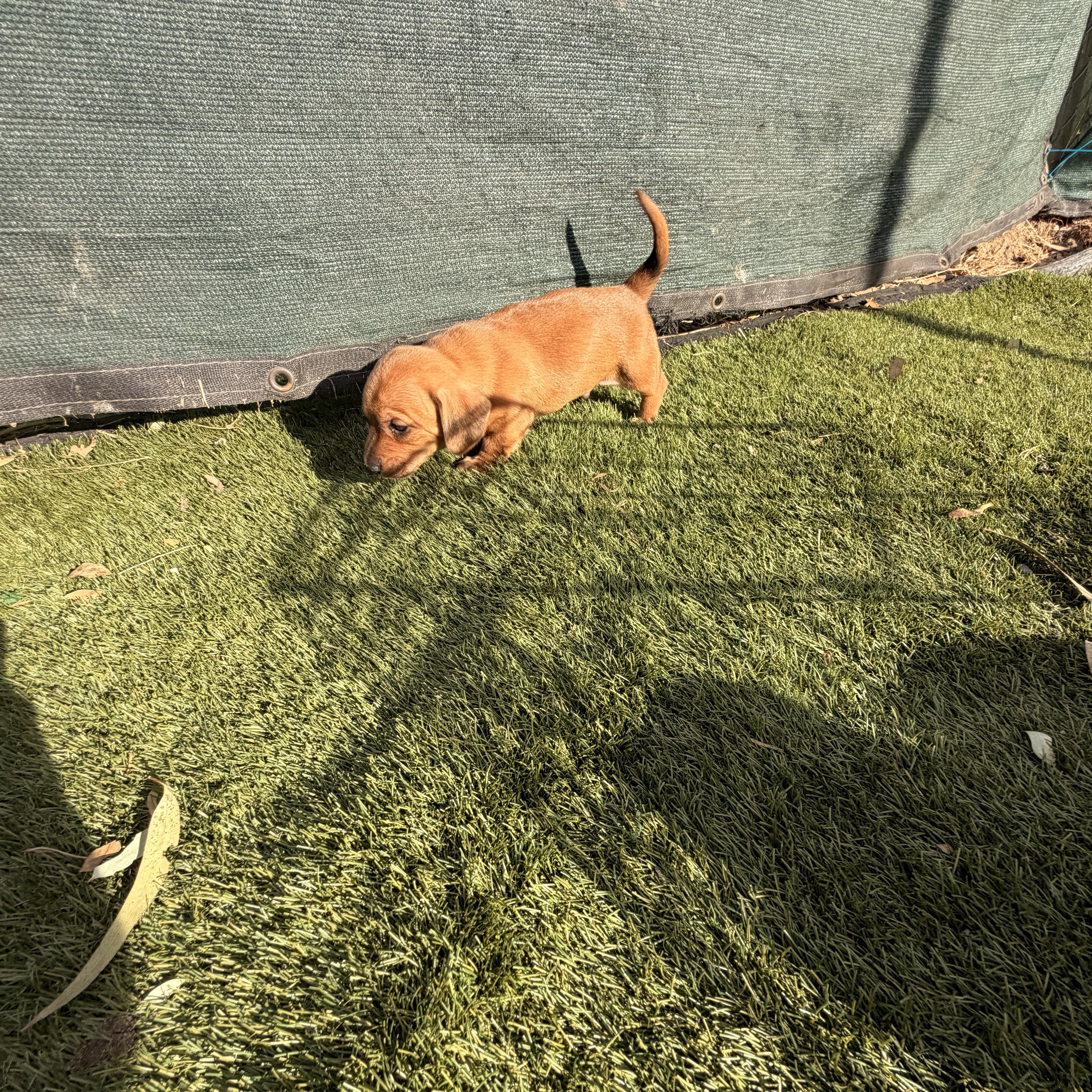 Enlarge Ruppert, a Adopted mixed breed in Redlands , CA image 4/4