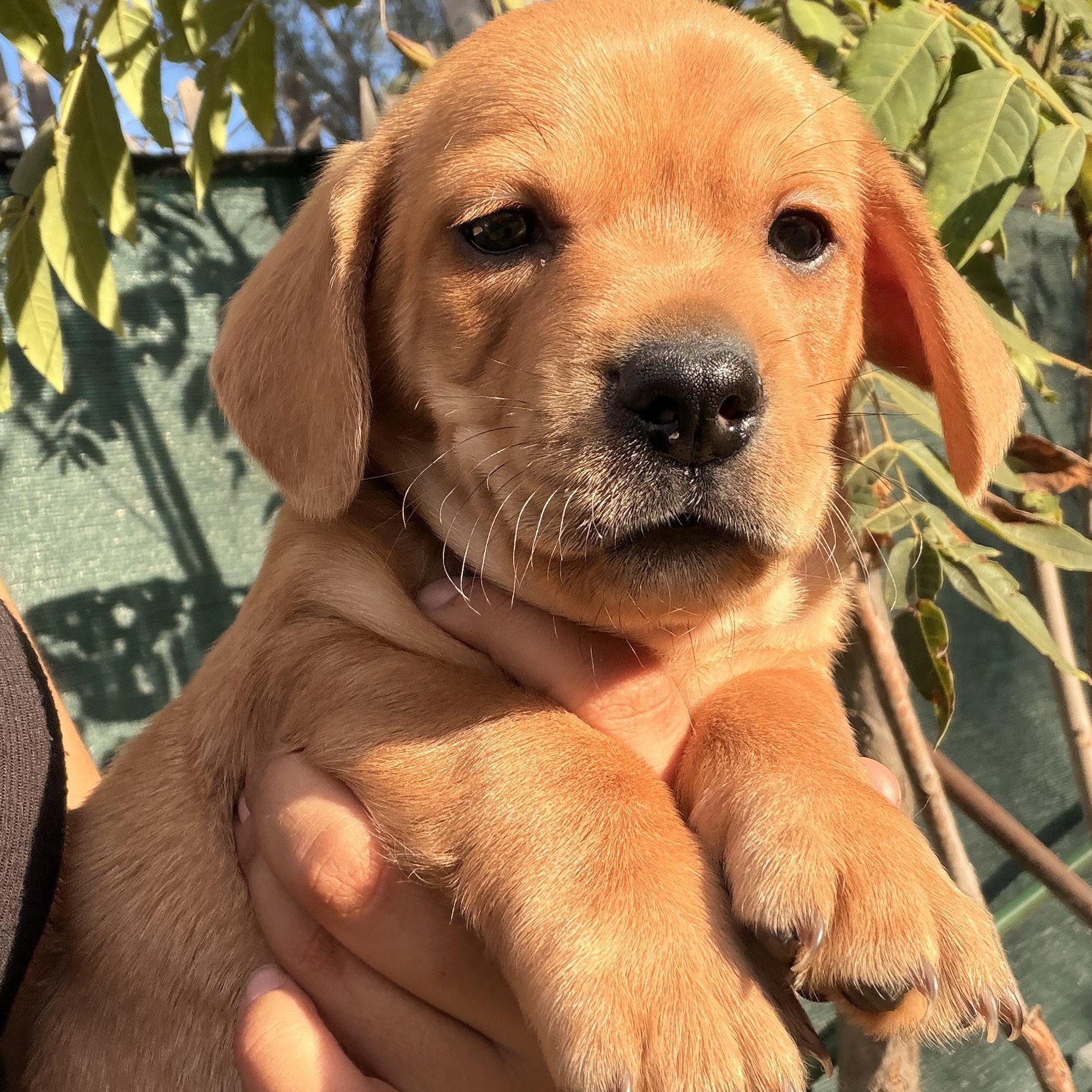 Enlarge Ruppert, a Adopted mixed breed in Redlands , CA image 1/4