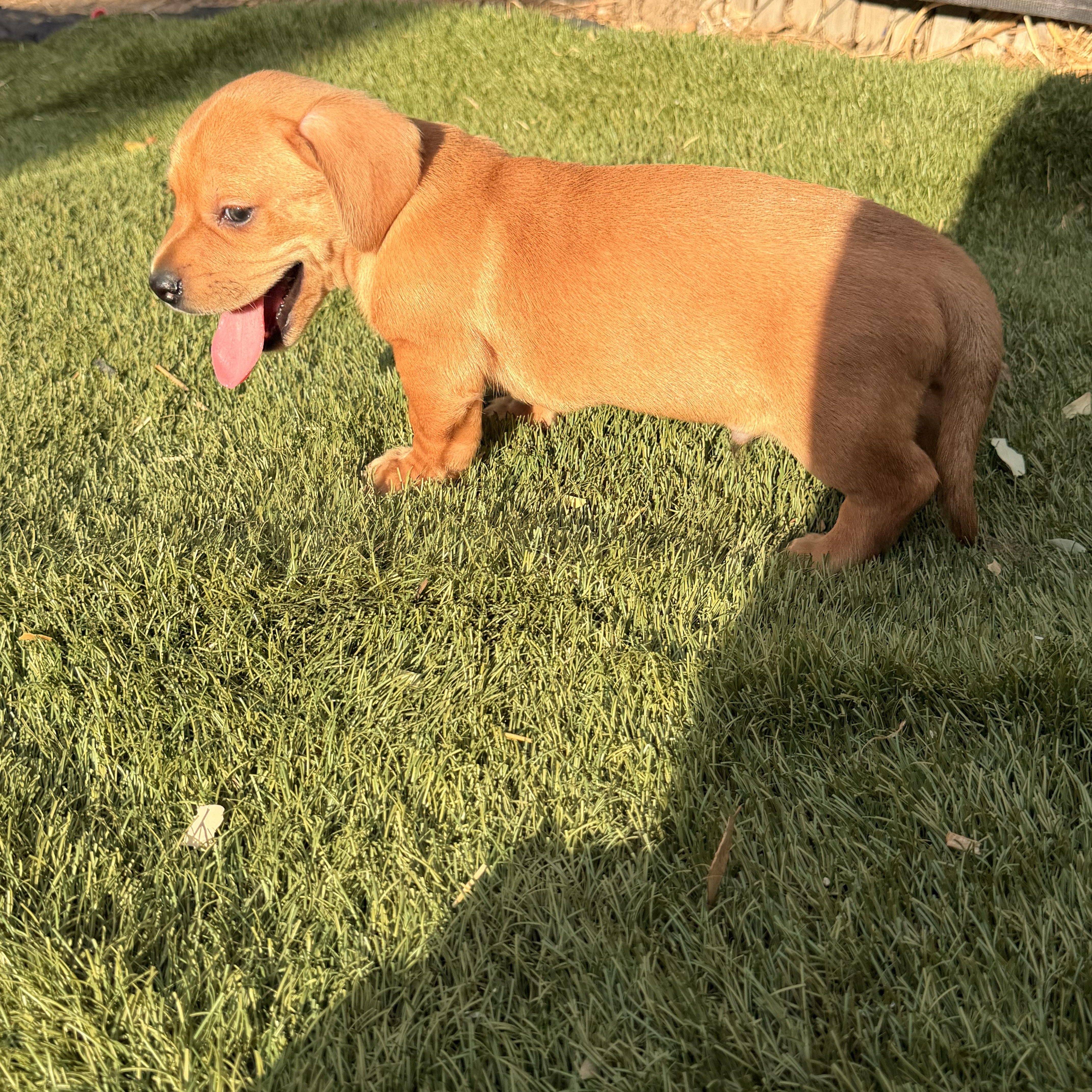 Enlarge Ruppert, a Adopted mixed breed in Redlands , CA image 3/4