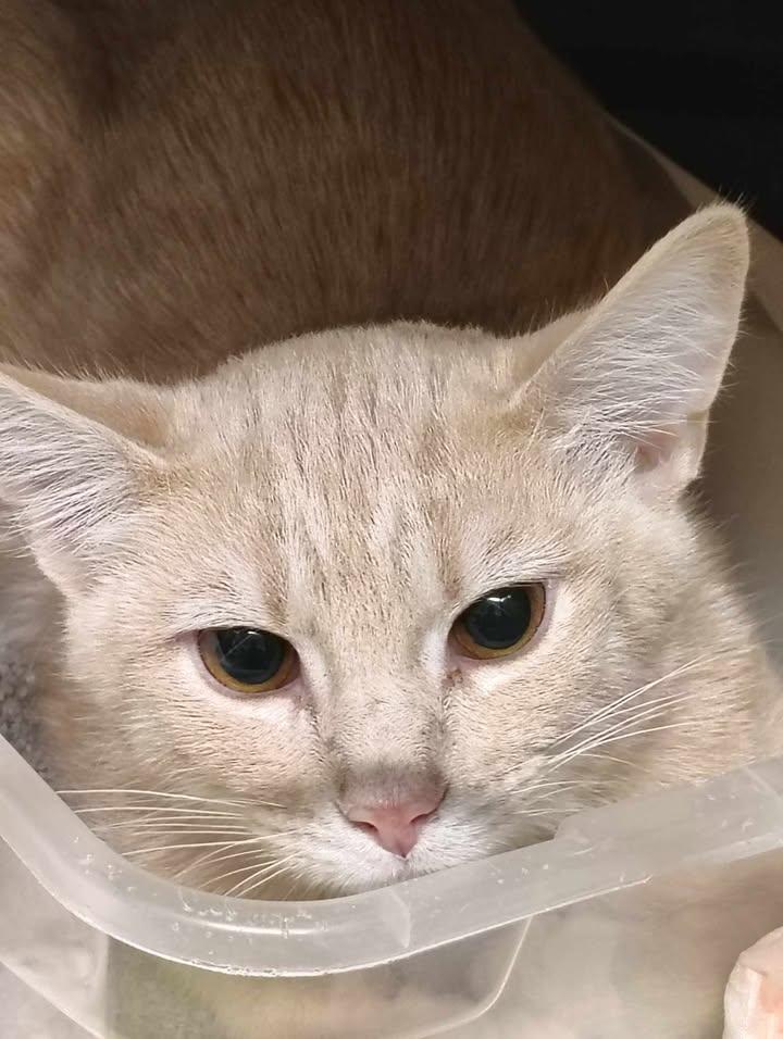 Enlarge Sam, an adopted Domestic Short Hair in Taylorsville, KY image 1/1