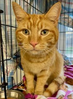 Enlarge Goldie, an adopted American Shorthair in Fredericksburg, OH image 2/2