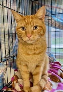 Goldie, adopted, Adult Male American Shorthair.