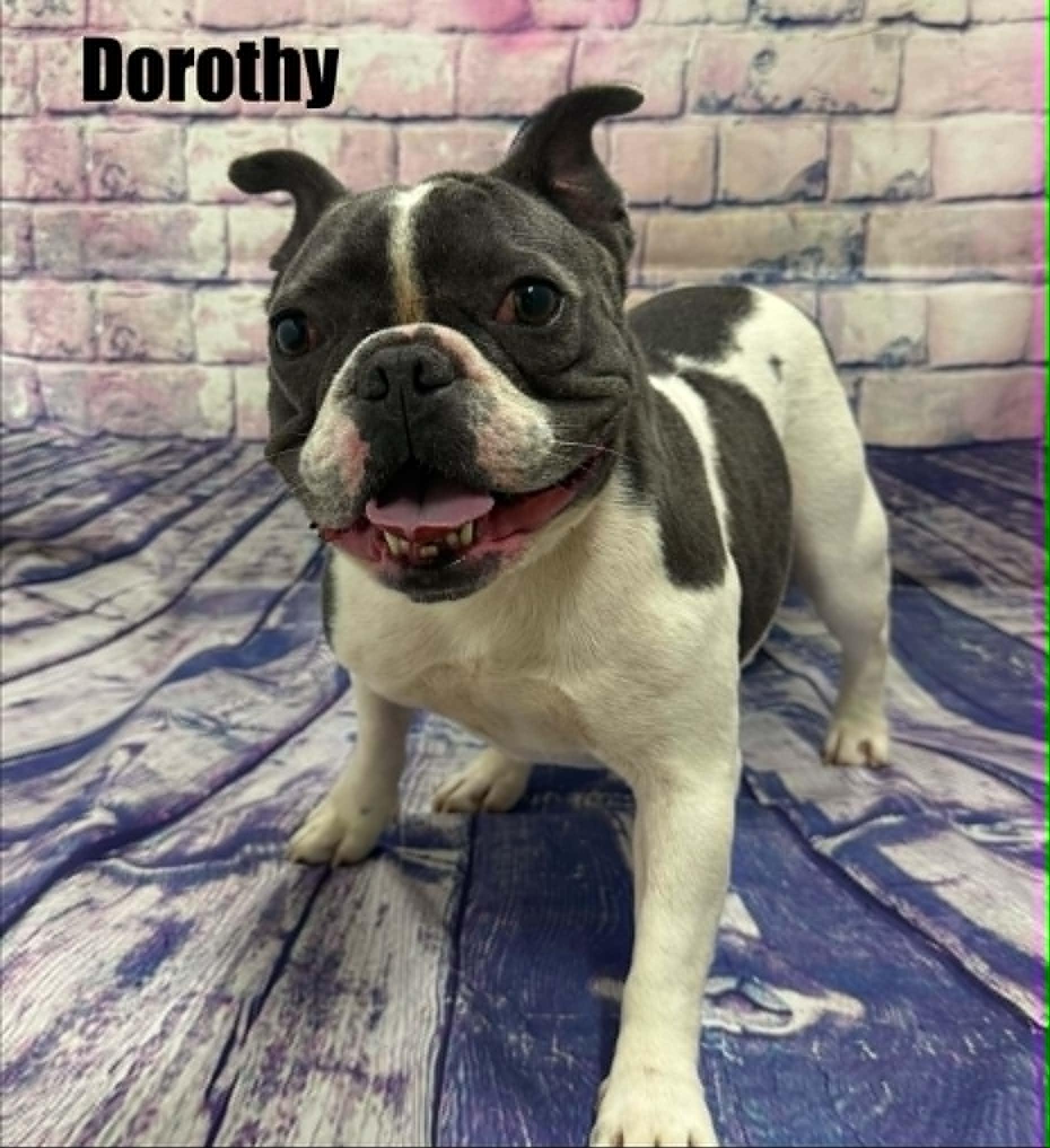 Dorothy, a ADOPTABLE French Bulldog in Quincy, MI image 3/3