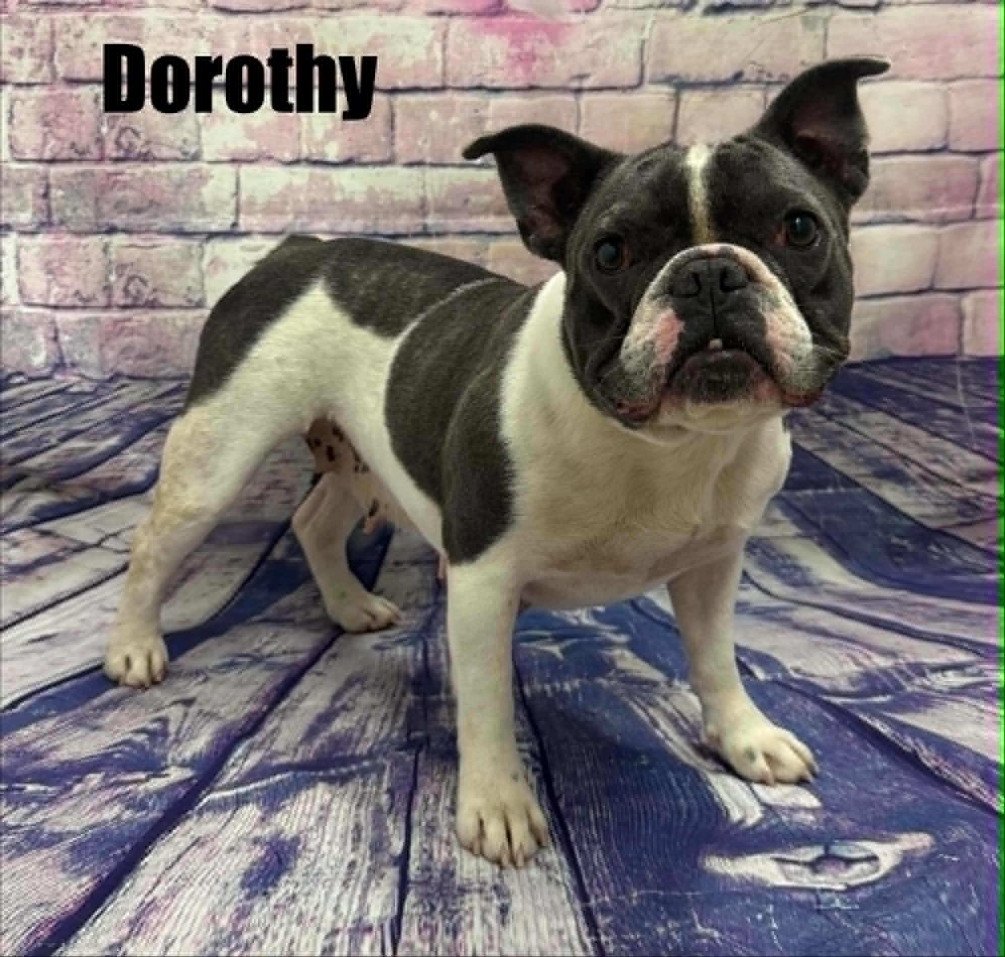 Dorothy, a ADOPTABLE French Bulldog in Quincy, MI image 2/3