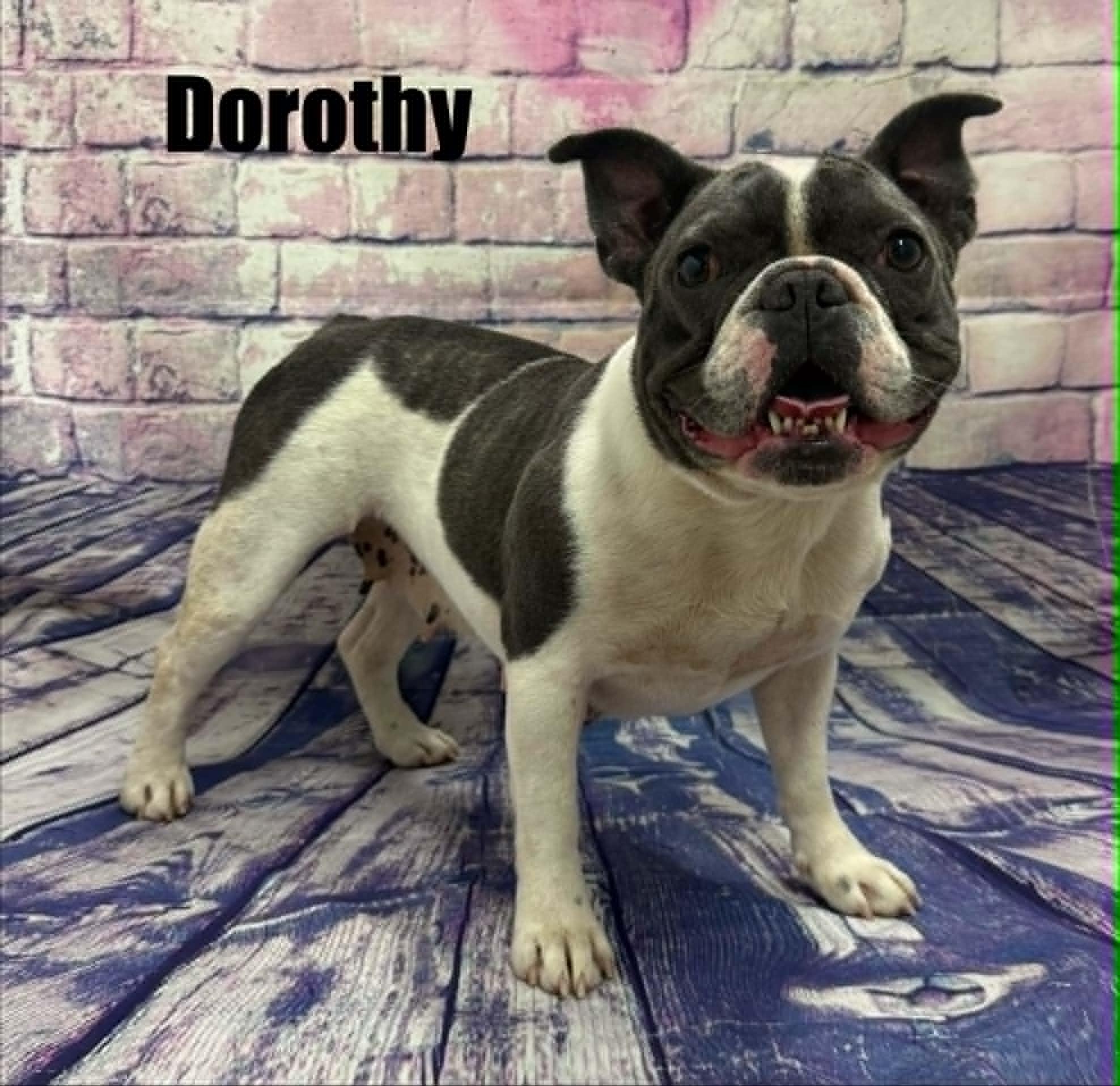 Dorothy, ADOPTABLE, Young Female French Bulldog.
