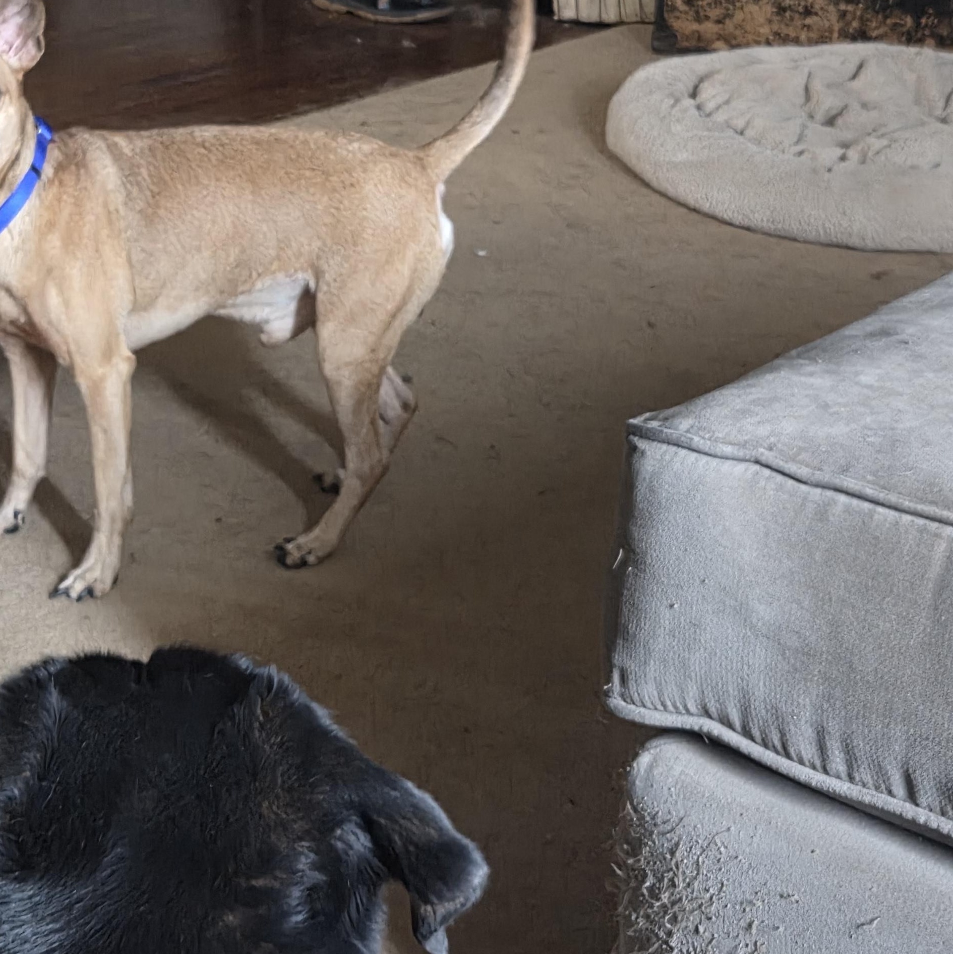Enlarge Archie, a ADOPTABLE mixed breed in PITTSBURGH, PA image 3/5