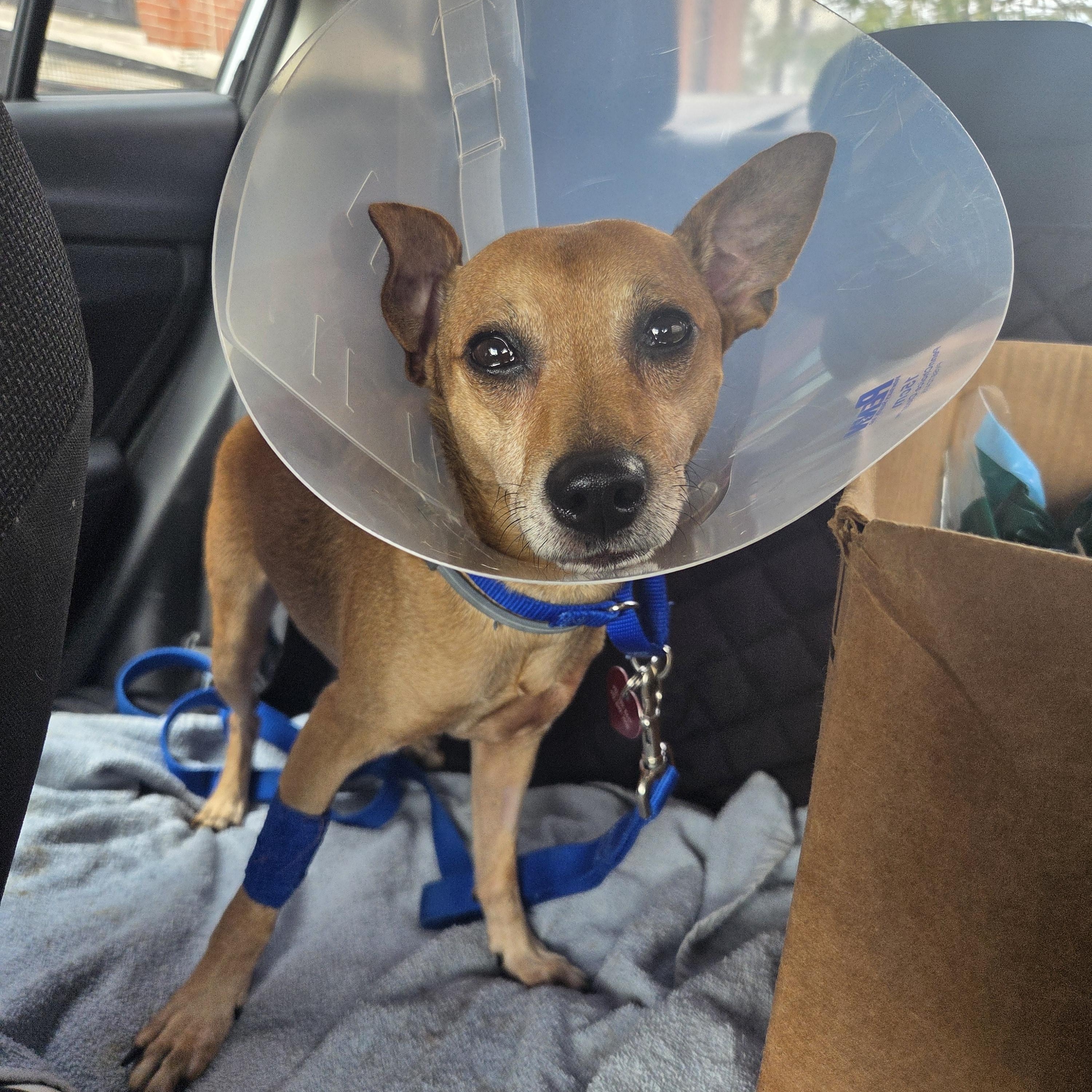 Enlarge Archie, a ADOPTABLE mixed breed in PITTSBURGH, PA image 2/5