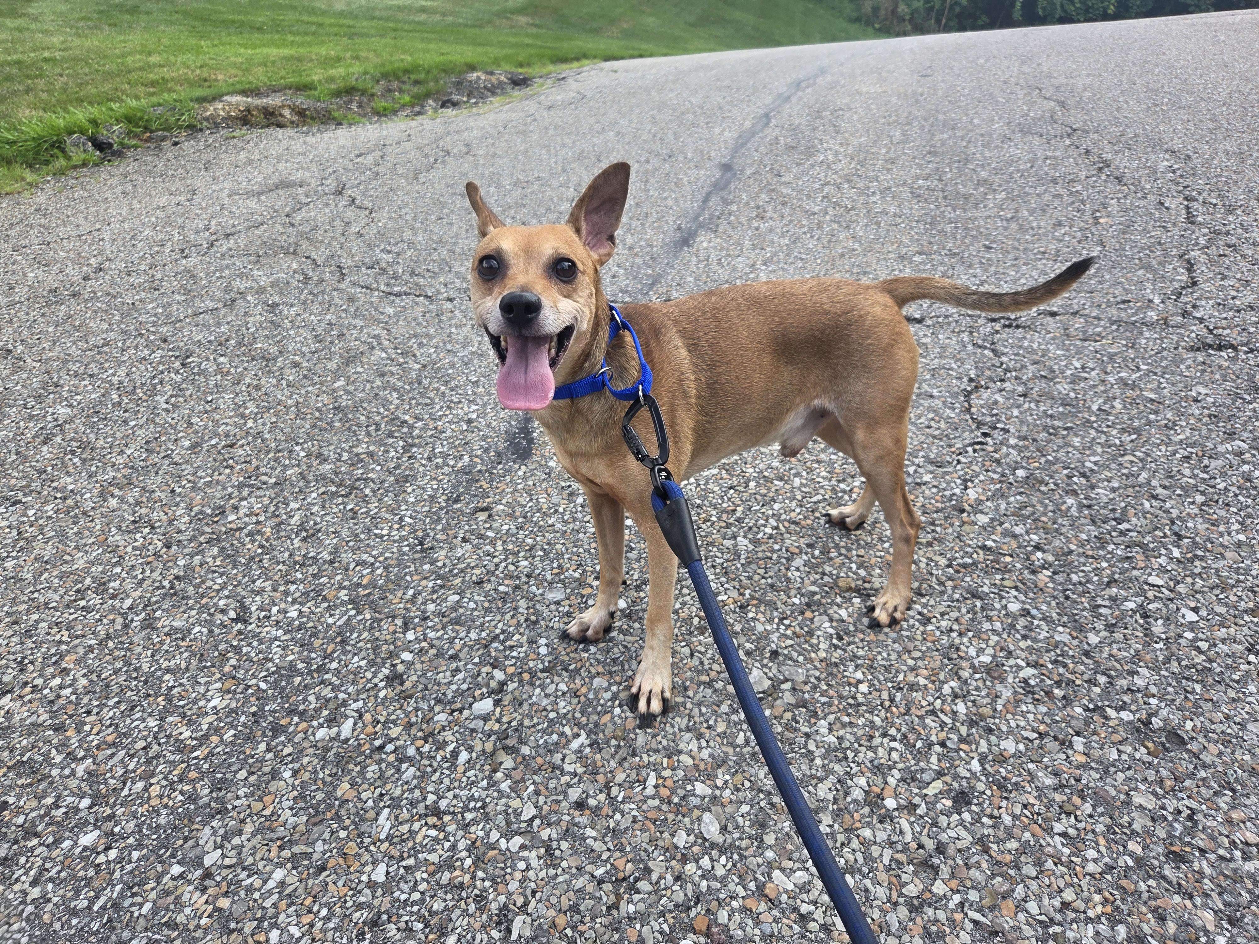Enlarge Archie, a ADOPTABLE mixed breed in PITTSBURGH, PA image 5/5