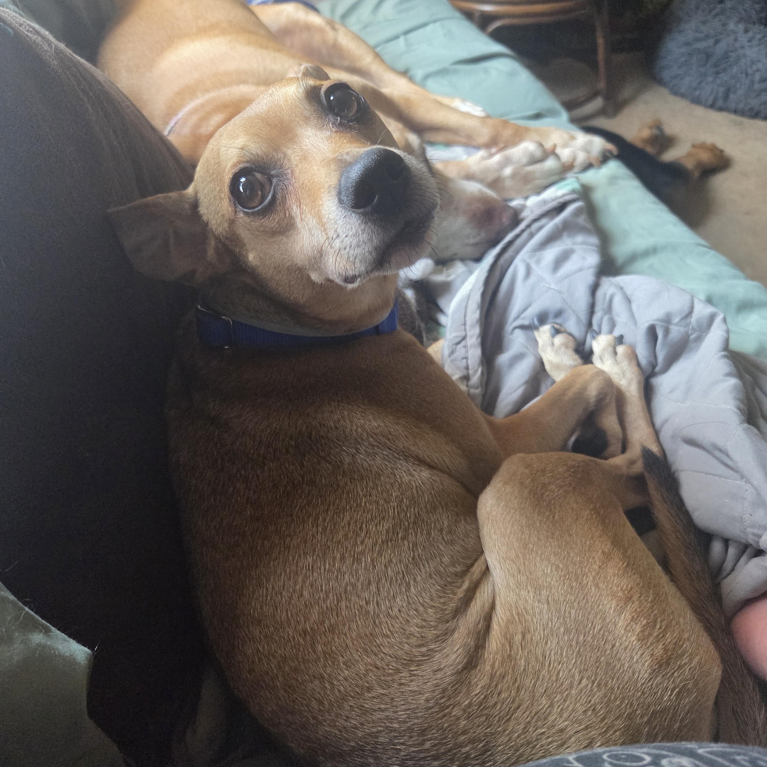 Archie, ADOPTABLE, Adult Male Chihuahua & Jack Russell Terrier.