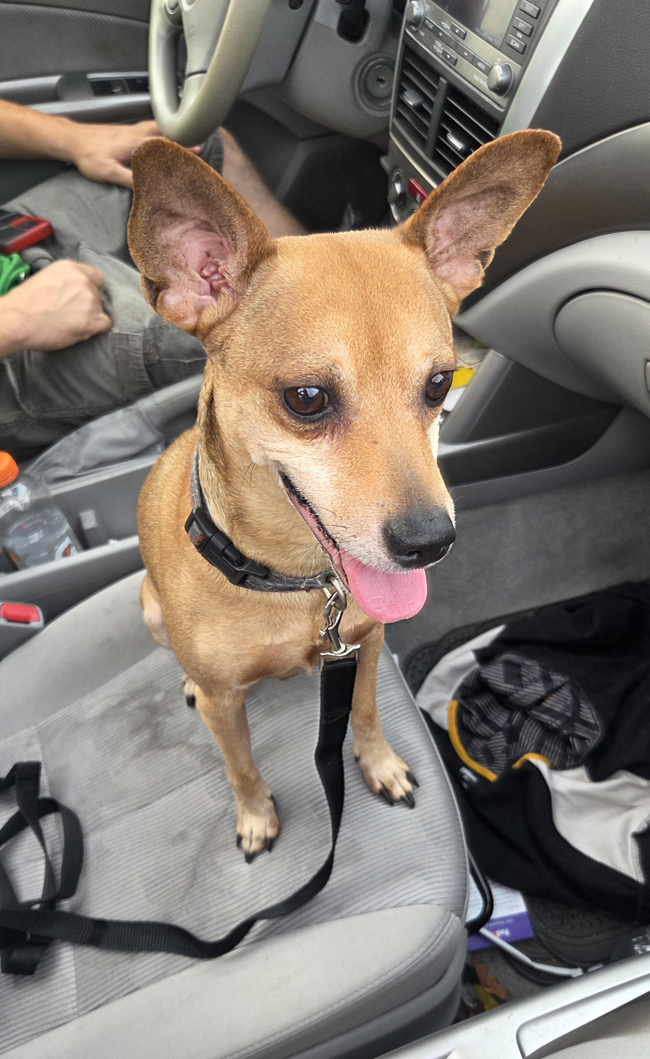 Enlarge Archie, a ADOPTABLE mixed breed in PITTSBURGH, PA image 4/5