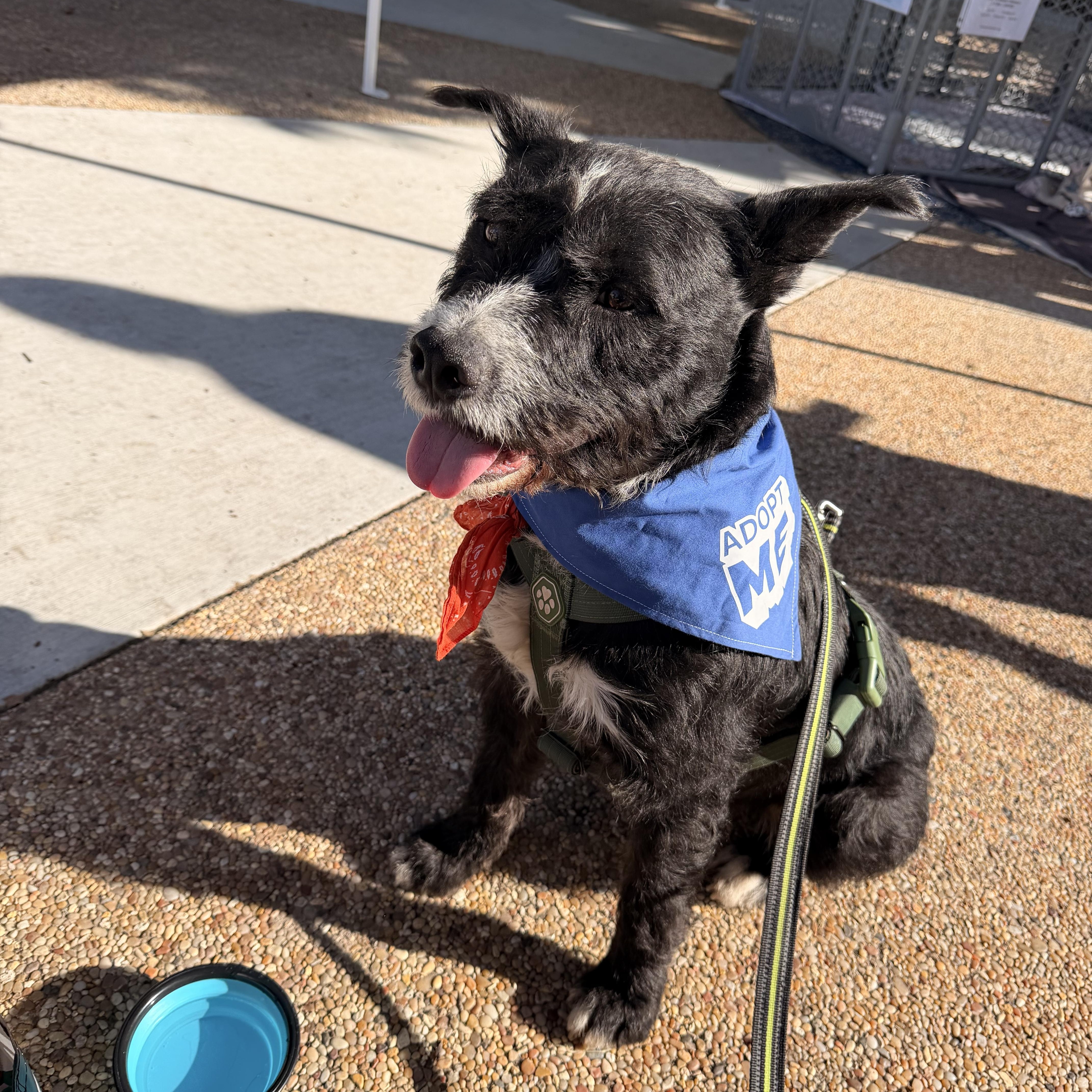 Enlarge Sullivan, a Adoptable mixed breed in San Diego, CA image 5/5