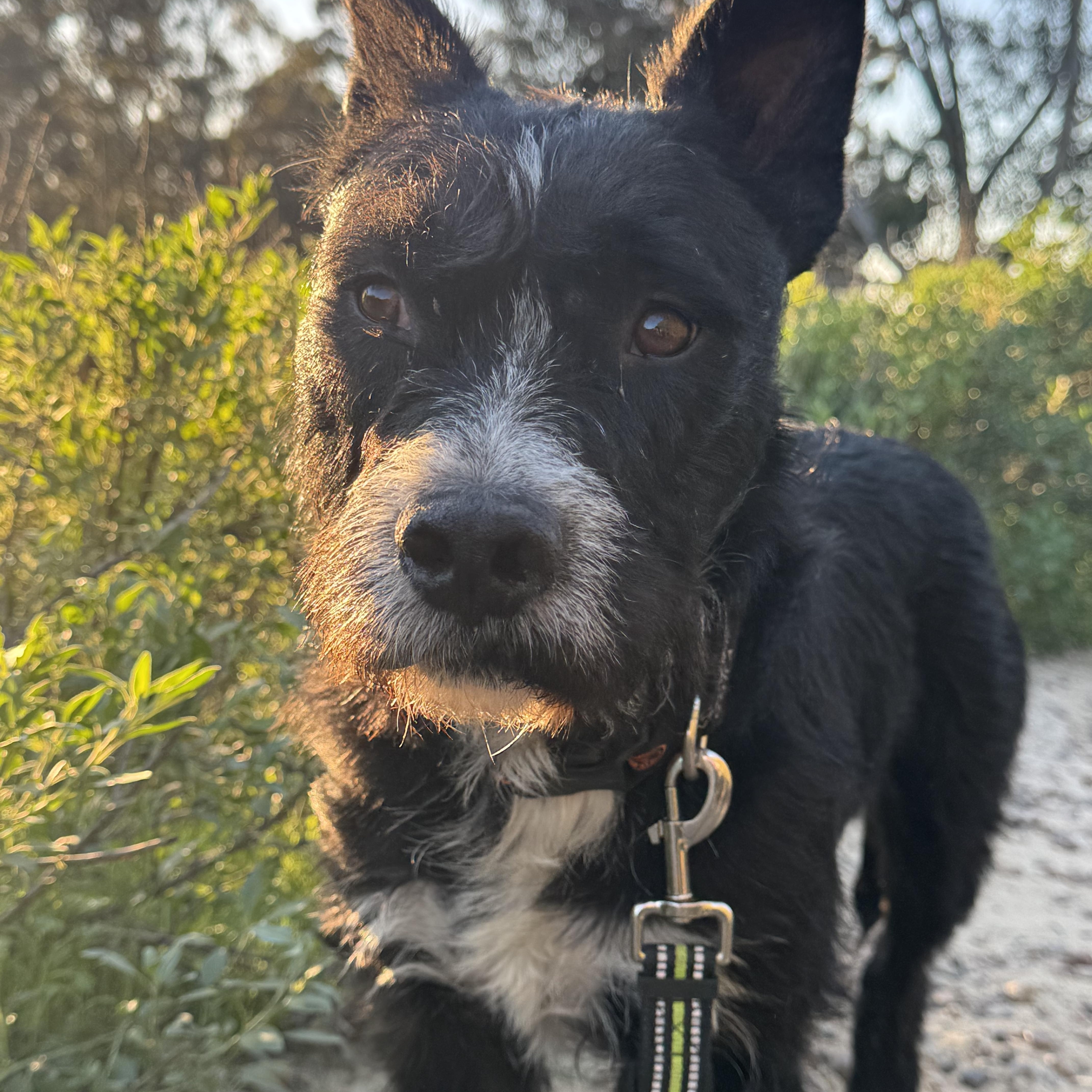 Enlarge Sullivan, a Adoptable mixed breed in San Diego, CA image 4/5