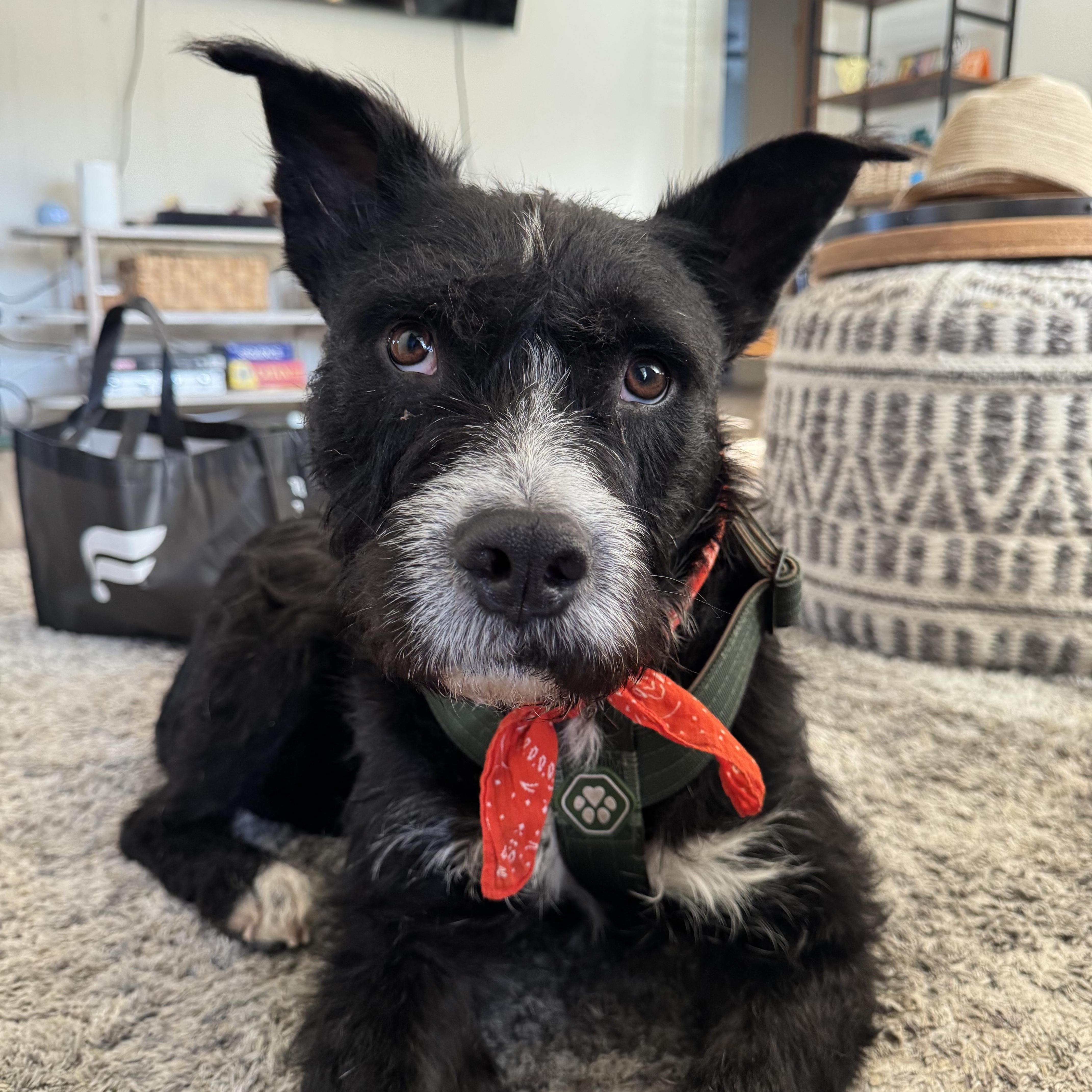 Enlarge Sullivan, a Adoptable mixed breed in San Diego, CA image 2/5