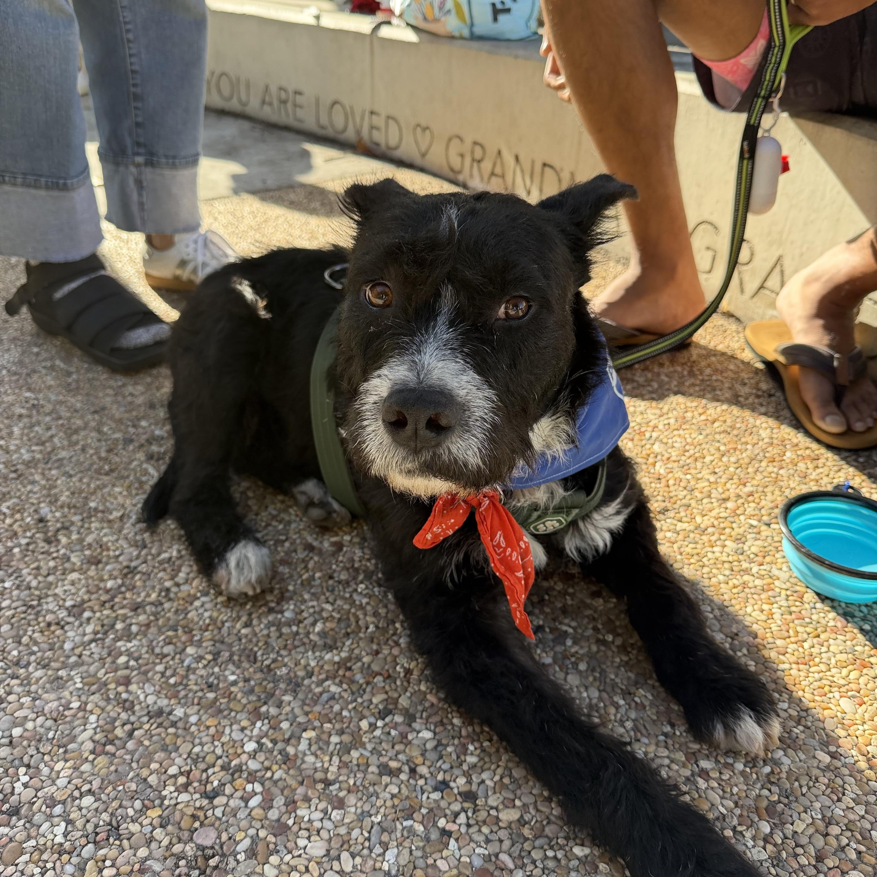 Enlarge Sullivan, a Adoptable mixed breed in San Diego, CA image 3/5