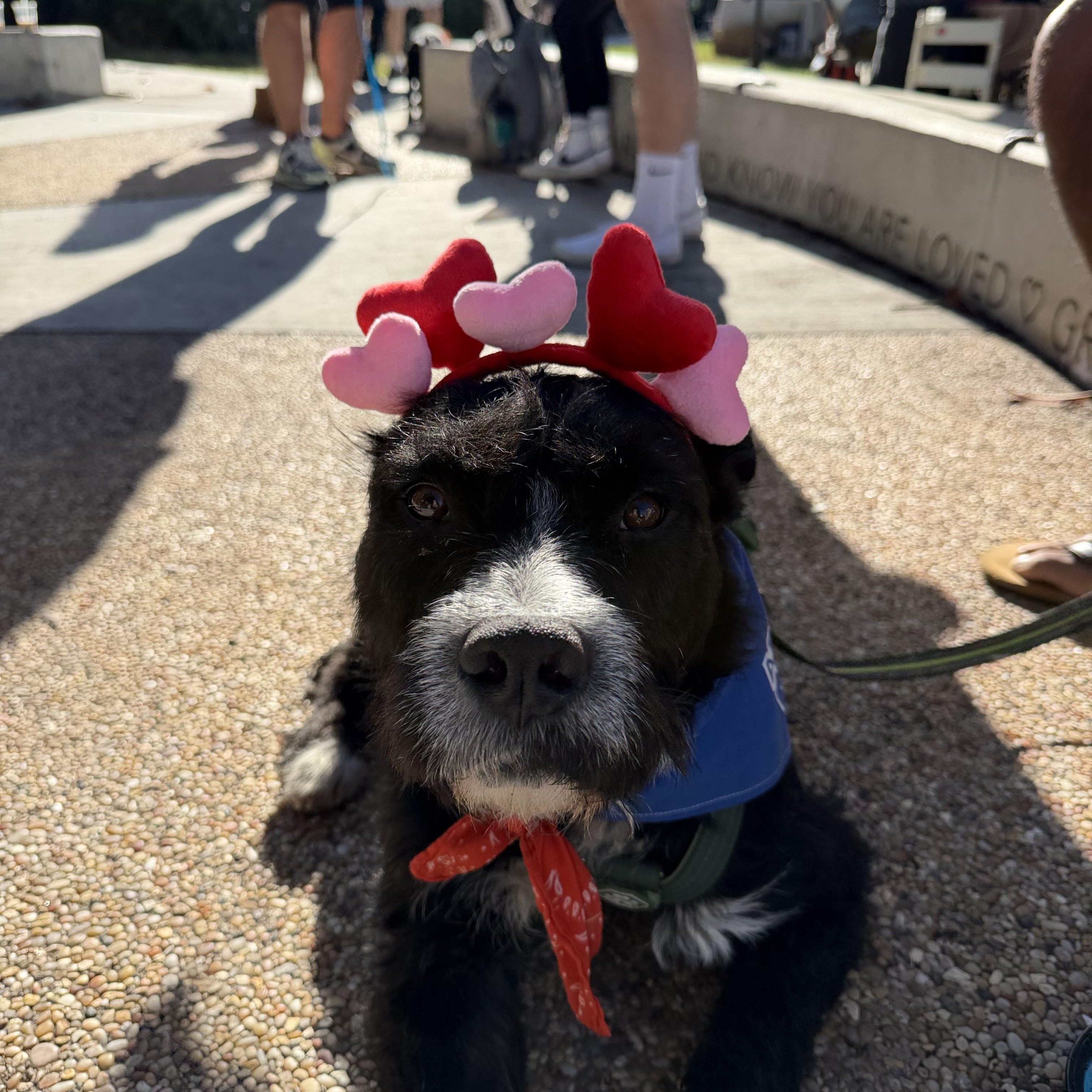 Enlarge Sullivan, a Adoptable mixed breed in San Diego, CA image 1/5