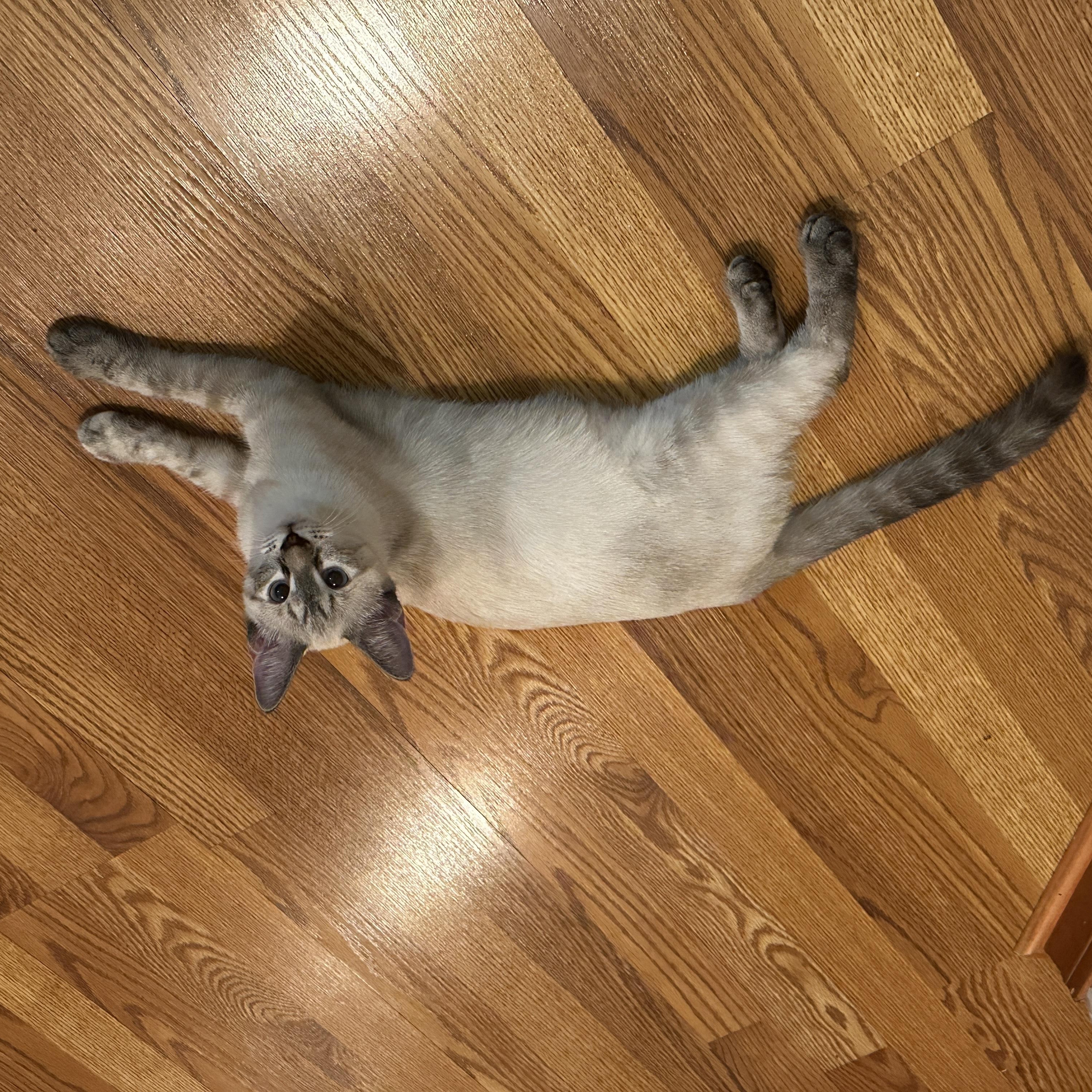 Enlarge Shea, a Adoptable Domestic Short Hair in Norfolk, VA image 3/4