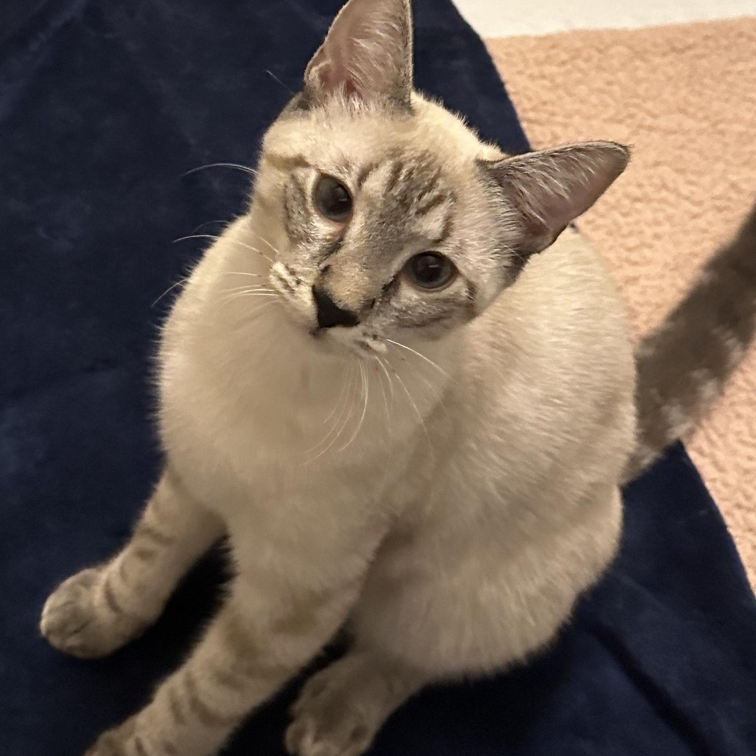 Enlarge Shea, a Adoptable Domestic Short Hair in Norfolk, VA image 1/4