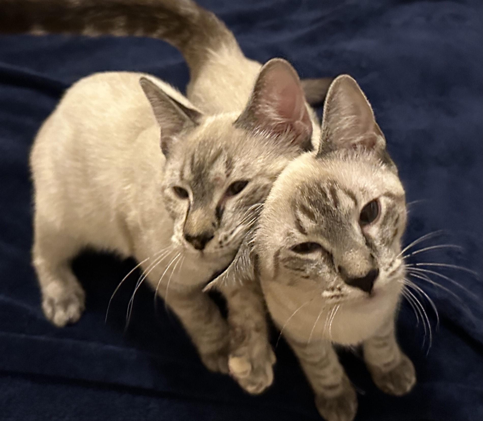 Enlarge Shea, a Adoptable Domestic Short Hair in Norfolk, VA image 4/4