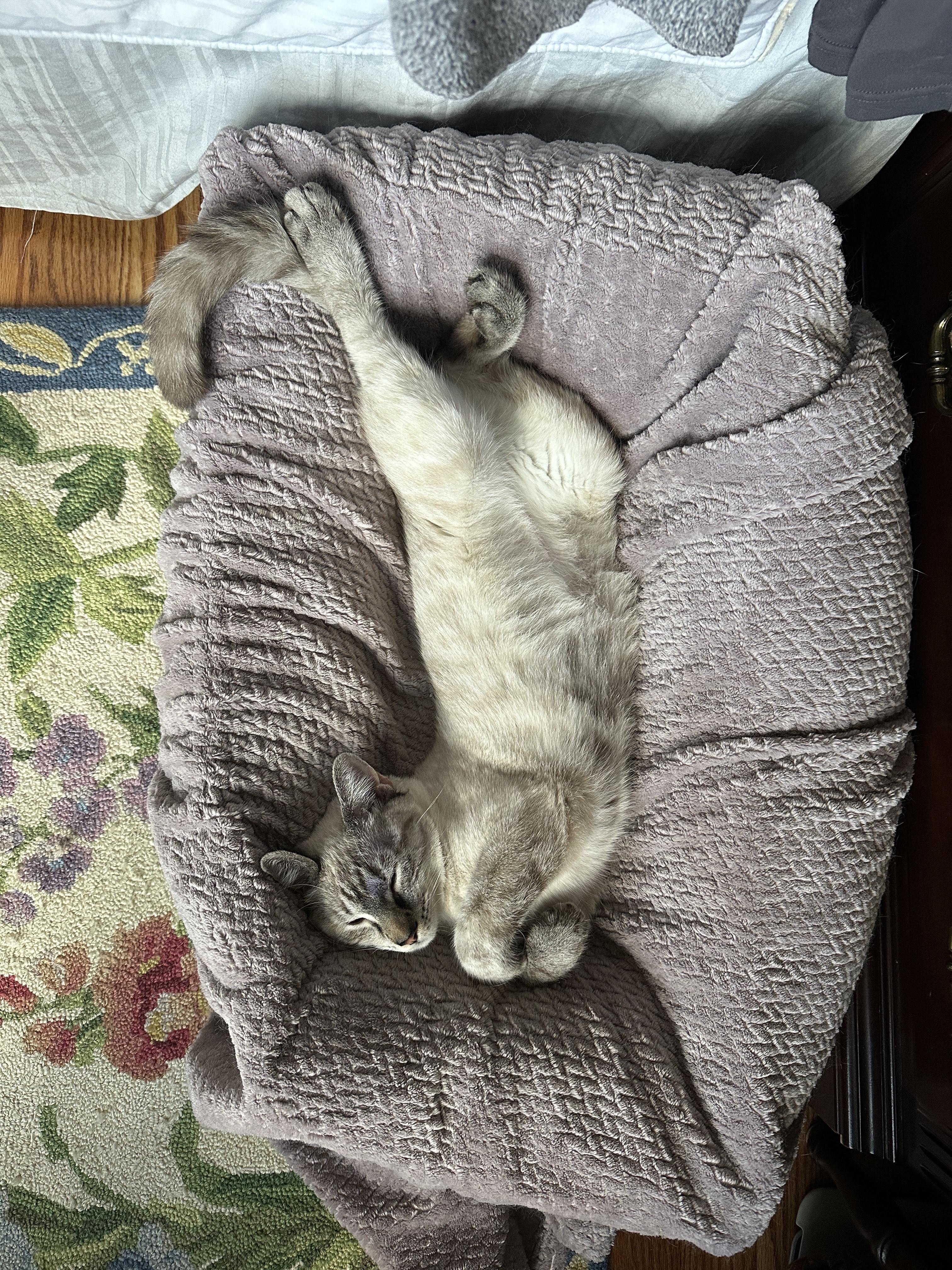 Shea, adopted, Young Female Domestic Short Hair.