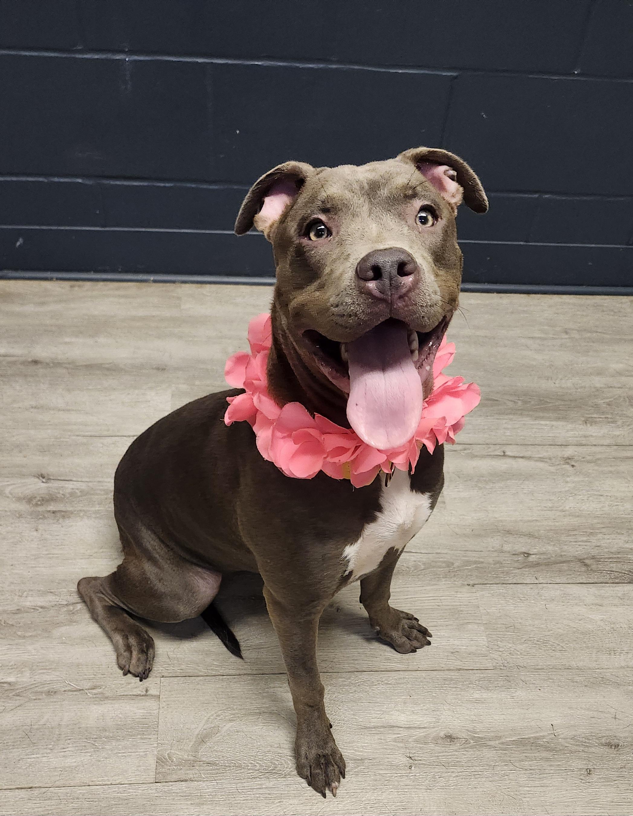 Enlarge Dahlia, a Adopted mixed breed in Mansfield, OH image 1/4