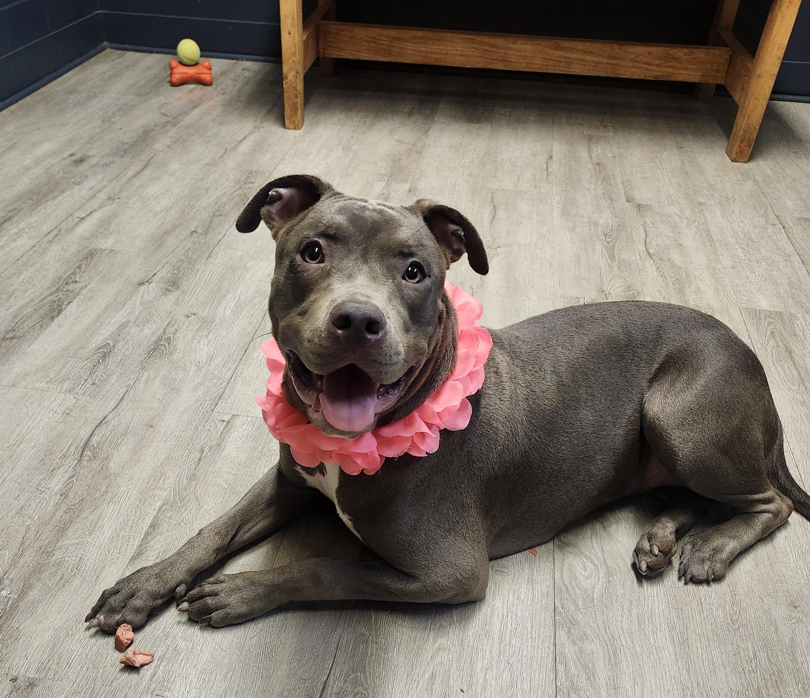Enlarge Dahlia, a Adopted mixed breed in Mansfield, OH image 3/4