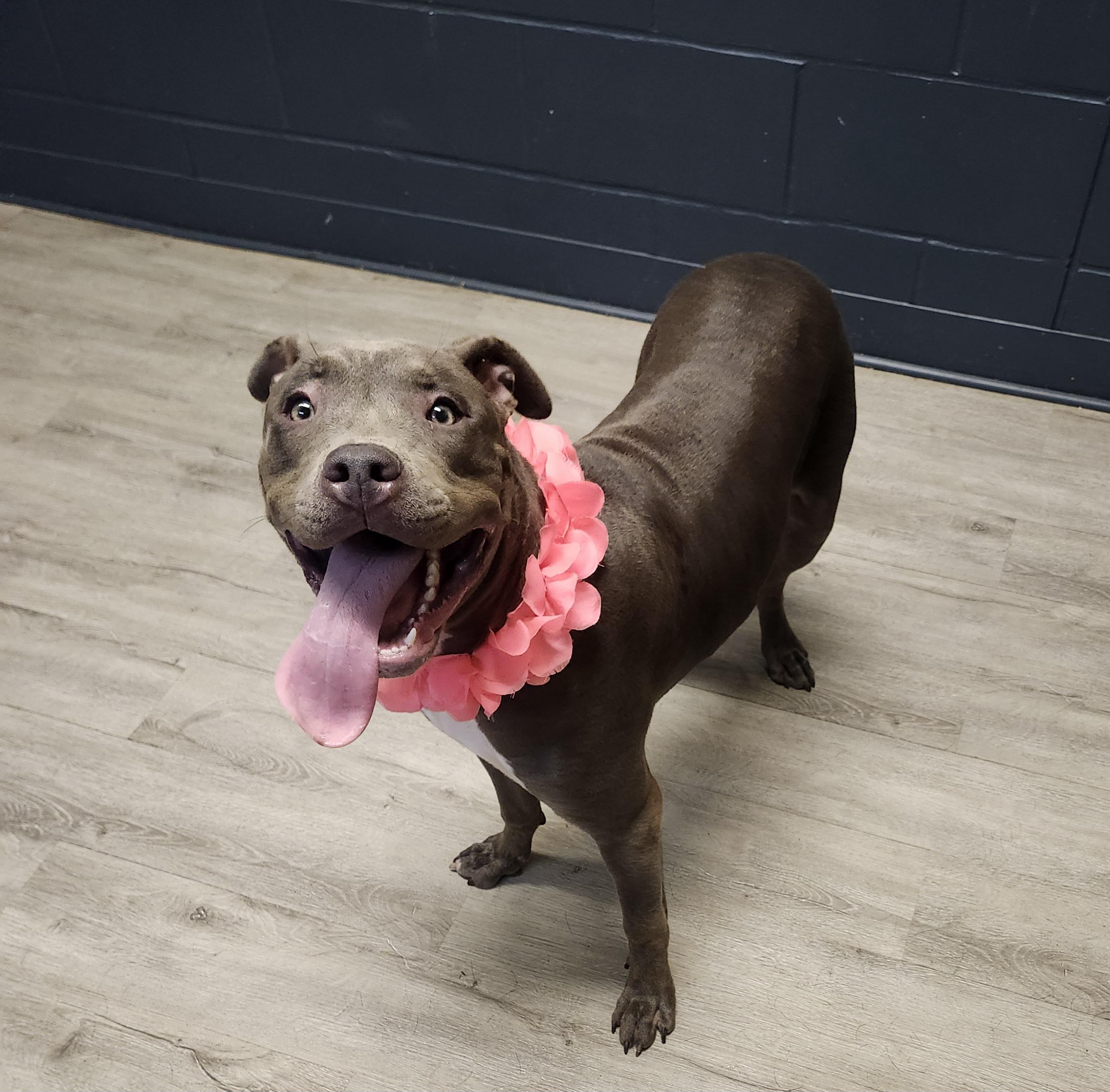 Enlarge Dahlia, a Adopted mixed breed in Mansfield, OH image 2/4