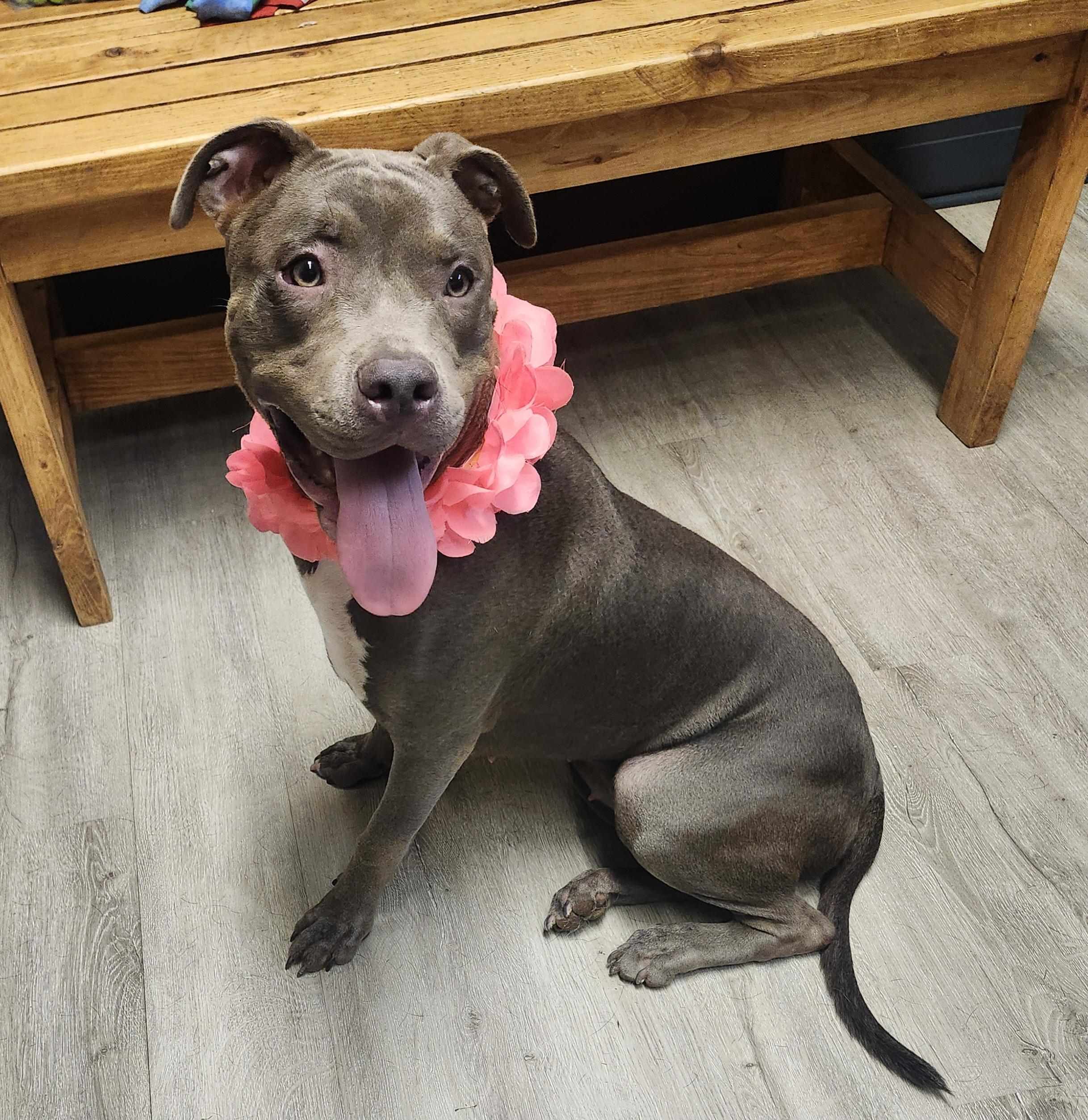 Enlarge Dahlia, a Adopted mixed breed in Mansfield, OH image 4/4