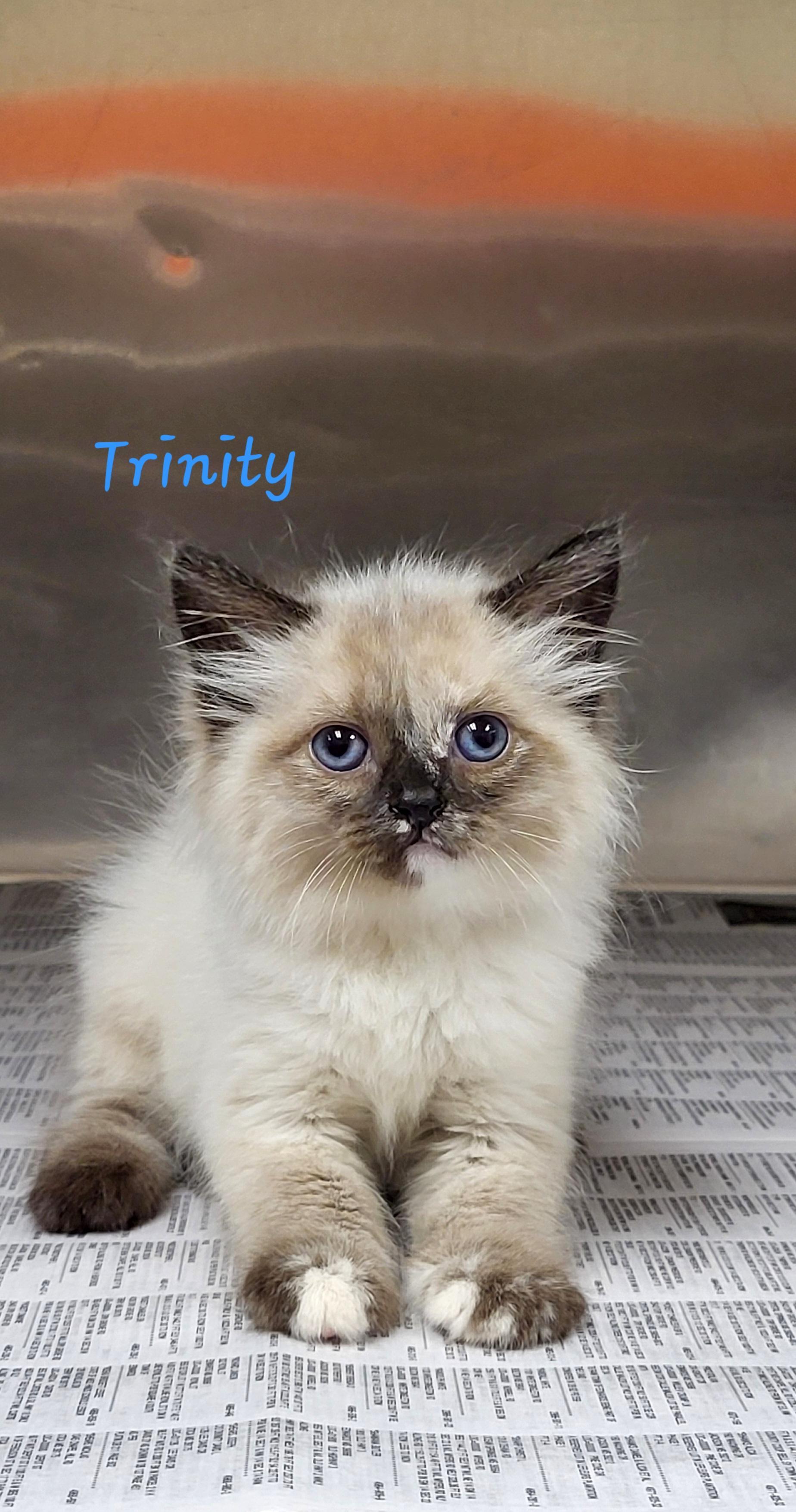 Trinity, adopted, Kitten Female Domestic Long Hair.
