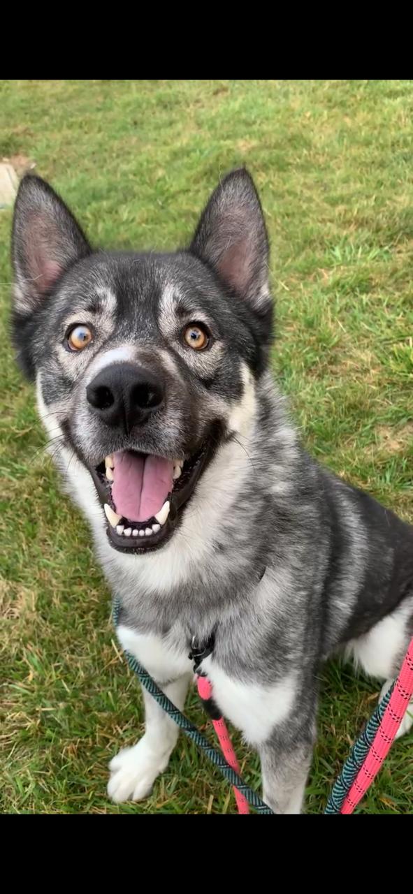 Enlarge JACOB (Rescues welcome), a Adoptable Husky in Wyandotte, MI image 2/2