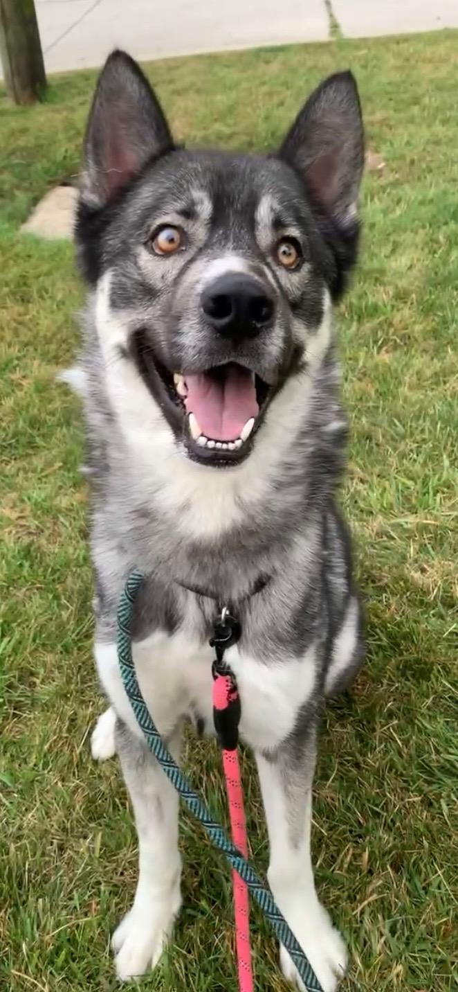 Enlarge JACOB (Rescues welcome), a Adoptable Husky in Wyandotte, MI image 1/2