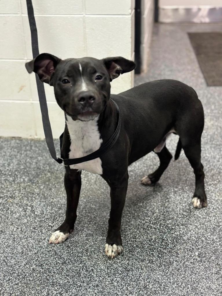 Musketeer, Adoptable, Young Male Mixed Breed.