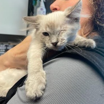 Pop Eye, an adopted Siamese in Holly, MI image 4/4