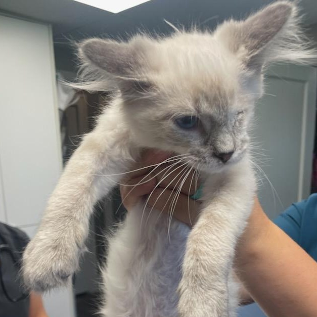Pop Eye, adopted, Kitten Male Siamese.
