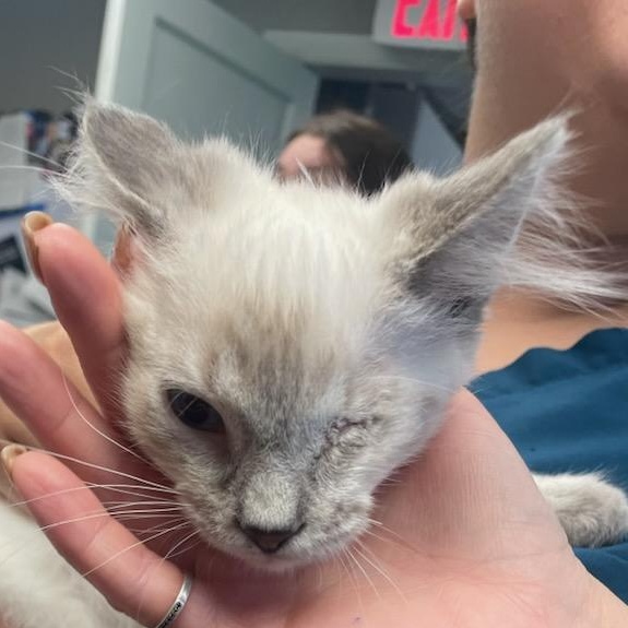 Pop Eye, an adopted Siamese in Holly, MI image 2/4