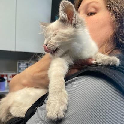 Pop Eye, an adopted Siamese in Holly, MI image 3/4