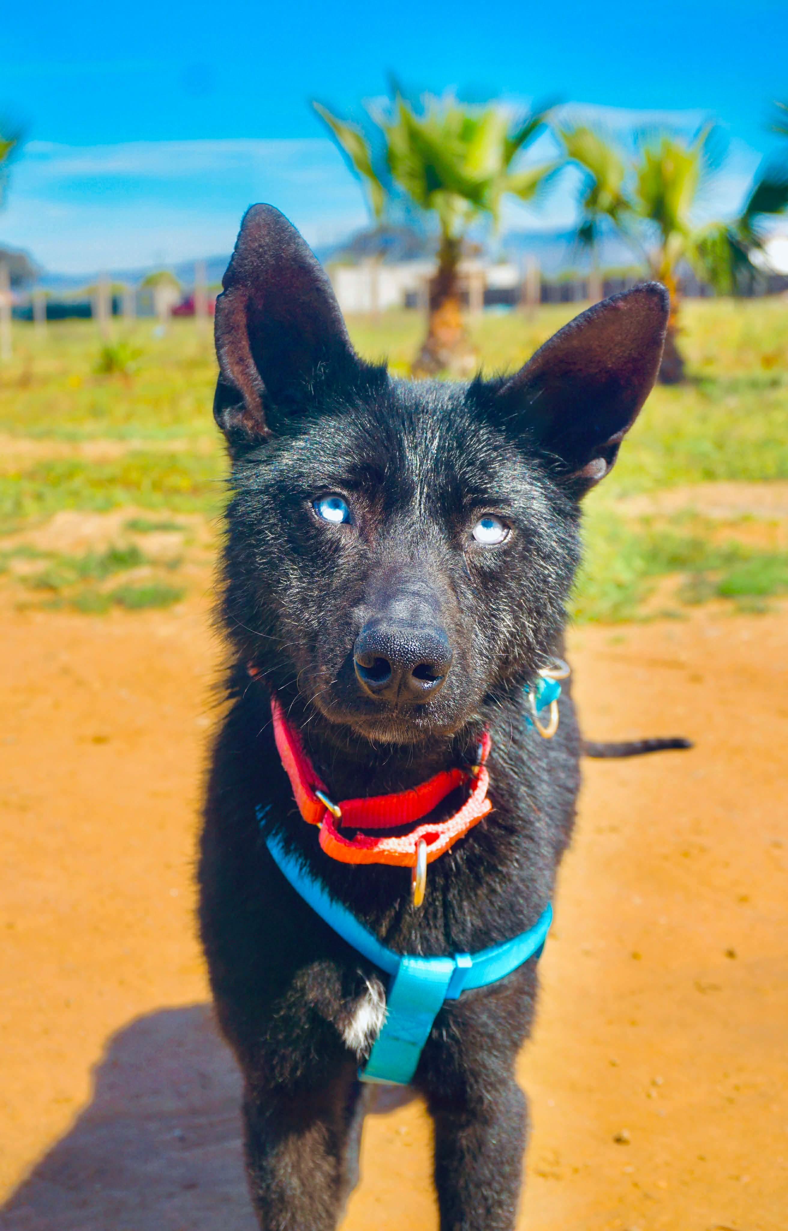 Azula, Adoptable, Young Female Australian Kelpie & Xoloitzcuintli / Mexican Hairless.