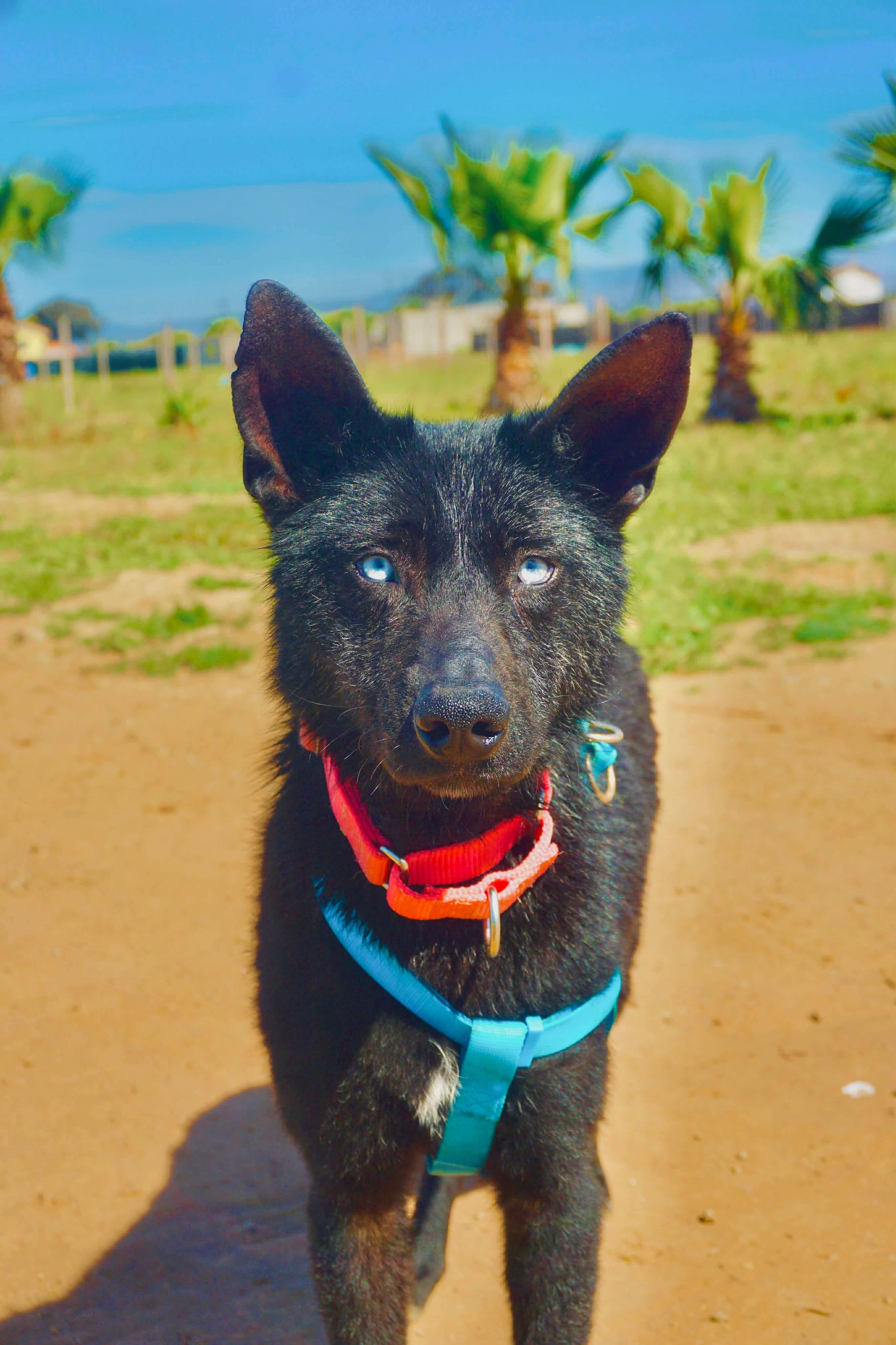 Enlarge Azula, a Adoptable mixed breed in San Diego, CA image 2/3