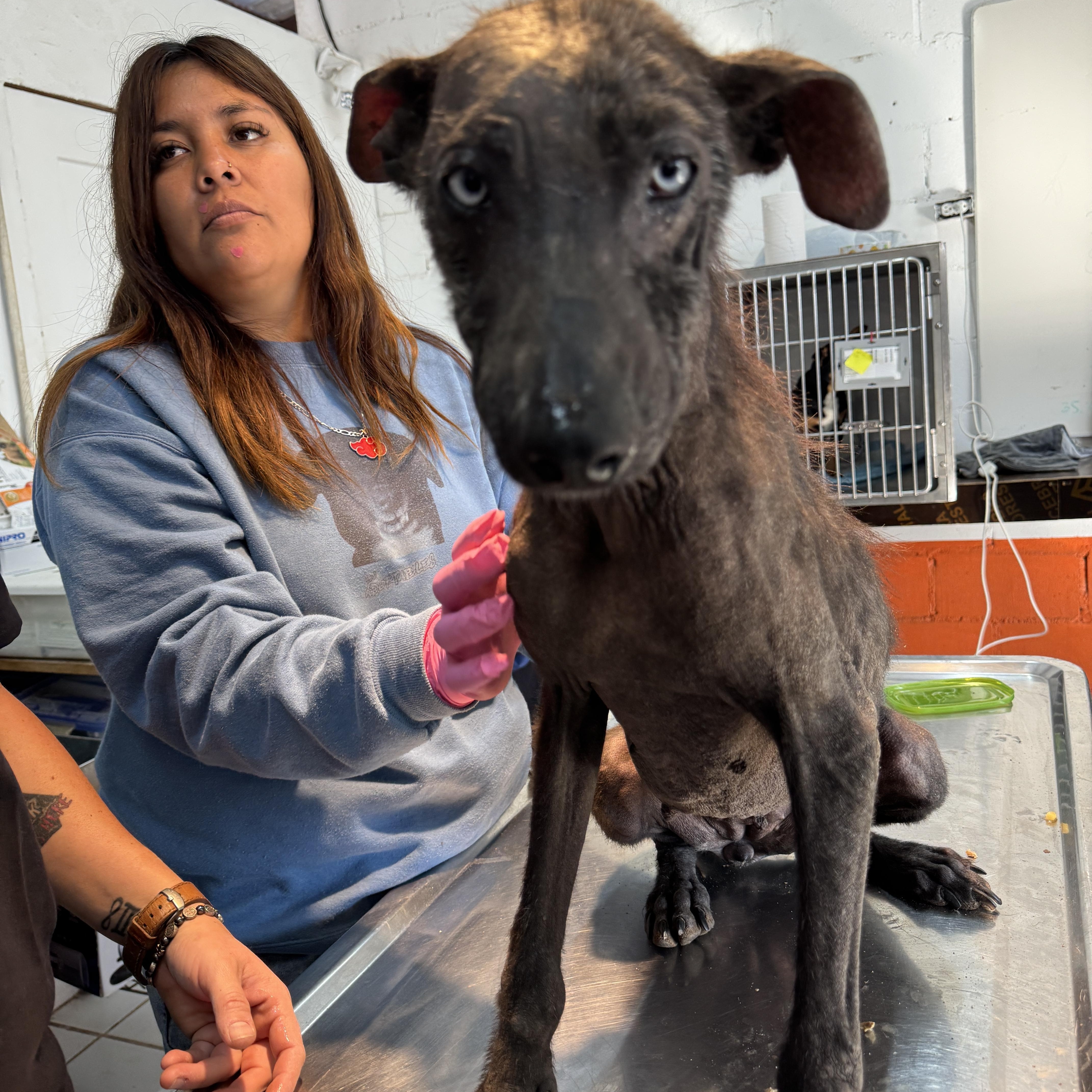 Enlarge Azula, a Adoptable mixed breed in San Diego, CA image 3/3