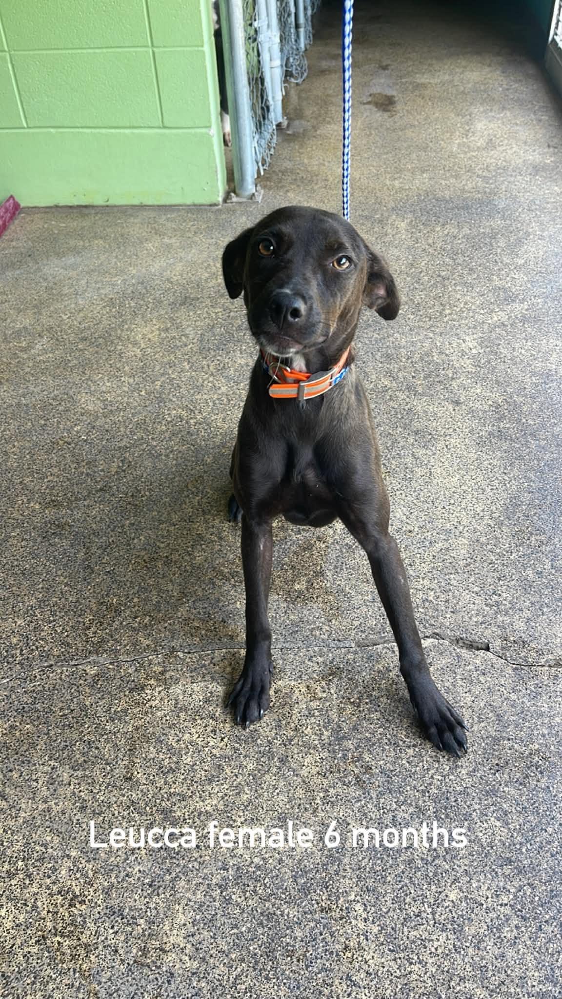 Leucca, ADOPTABLE, Young Female Hound.