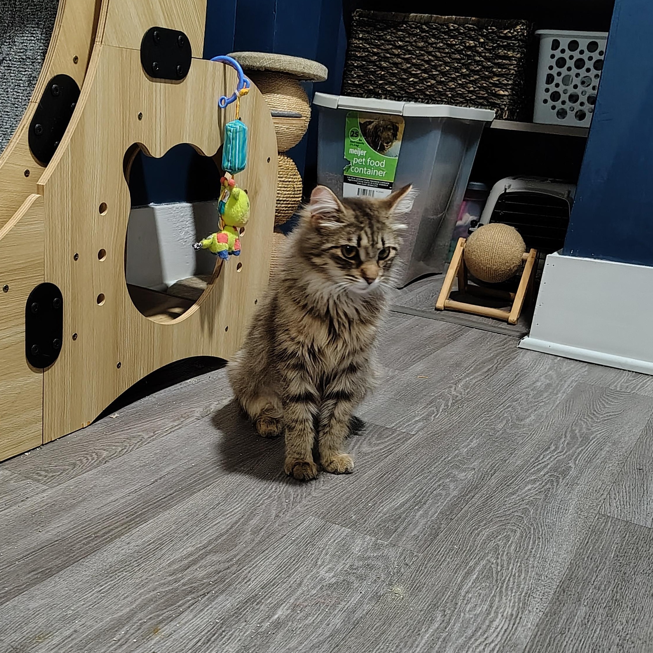 Delilah, adopted, Young Female Domestic Long Hair.