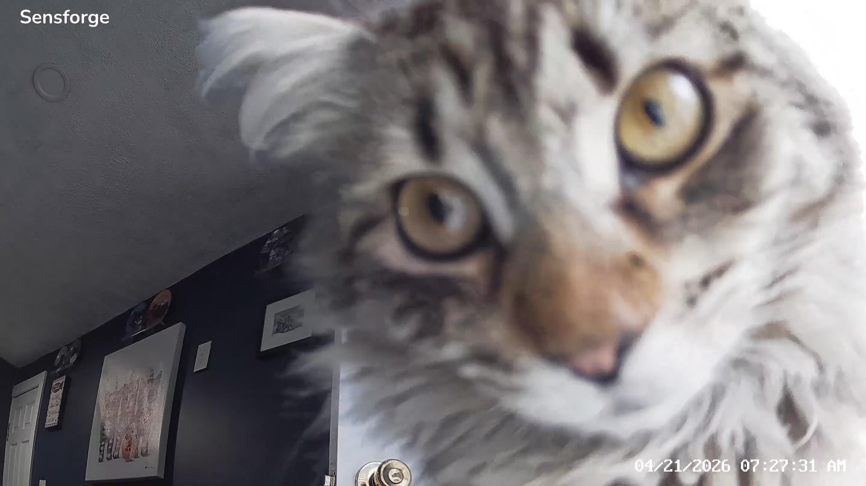 Enlarge Delilah, an adopted Domestic Long Hair in Ionia, MI image 3/3
