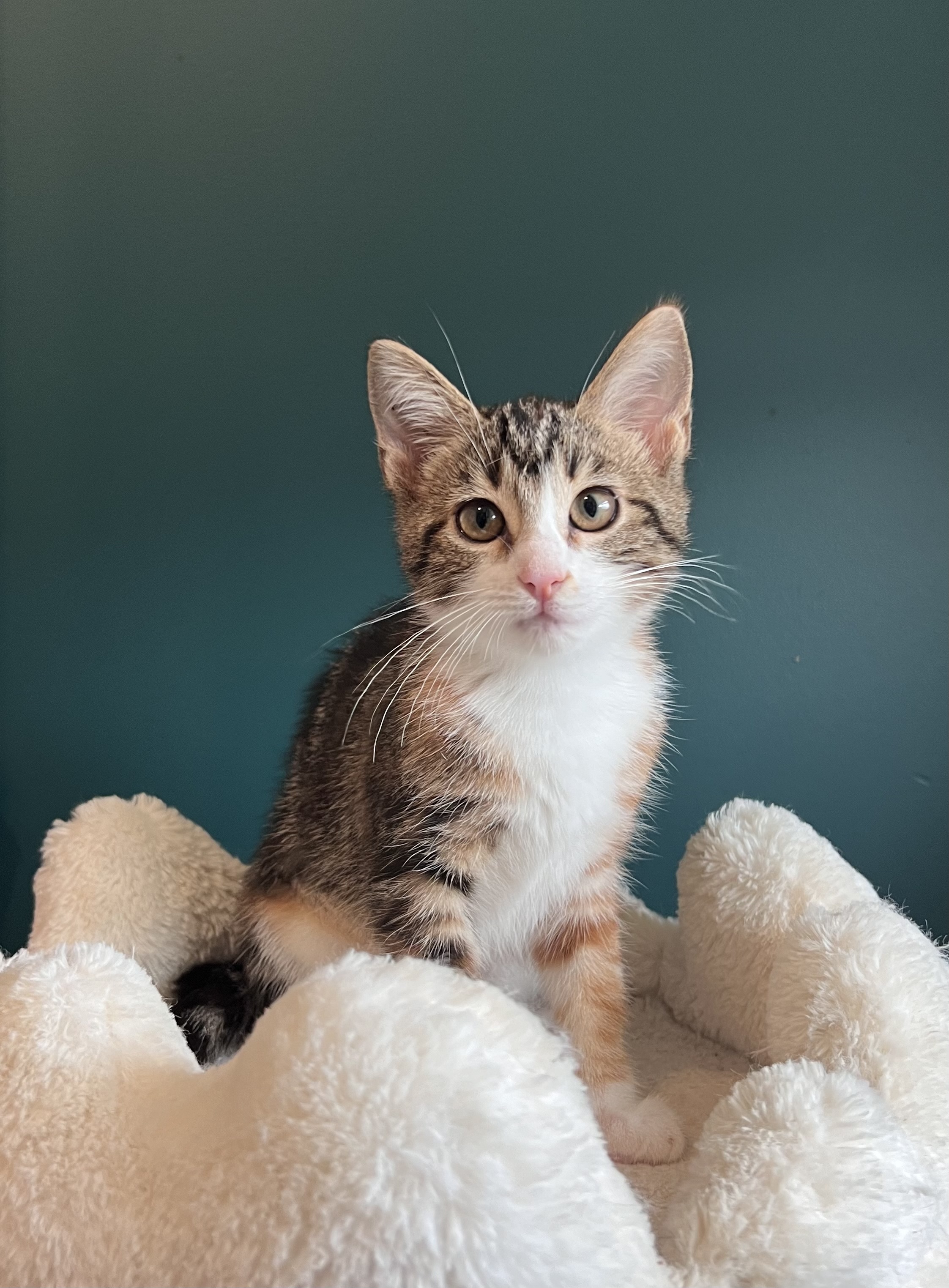 Enlarge Nova, a Adopted Domestic Short Hair in Sweetwater, TN image 1/1