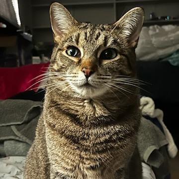 Shallot, Adoptable, Adult Female Domestic Short Hair.