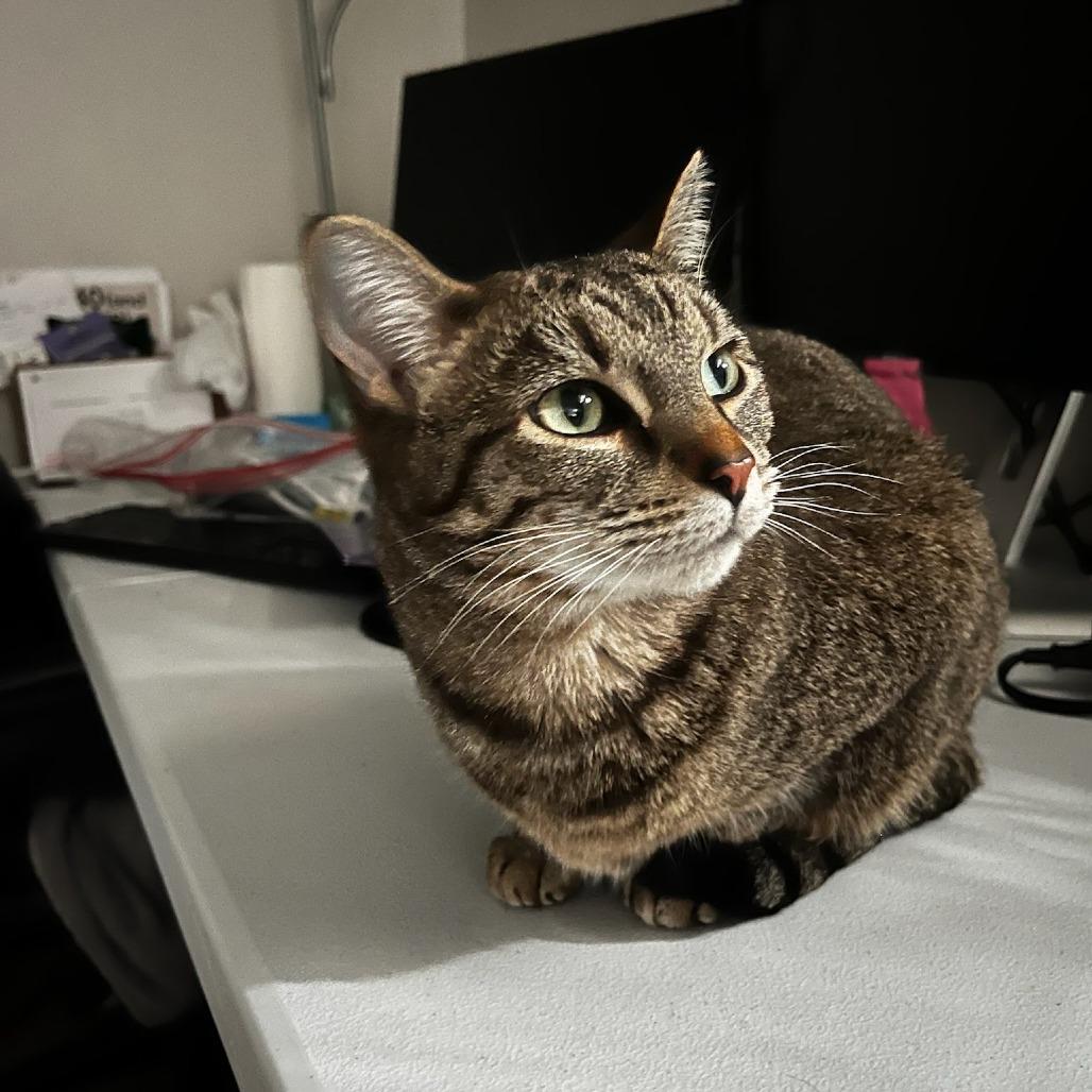 Enlarge Shallot, a Adoptable Domestic Short Hair in Evanston, IL image 3/4